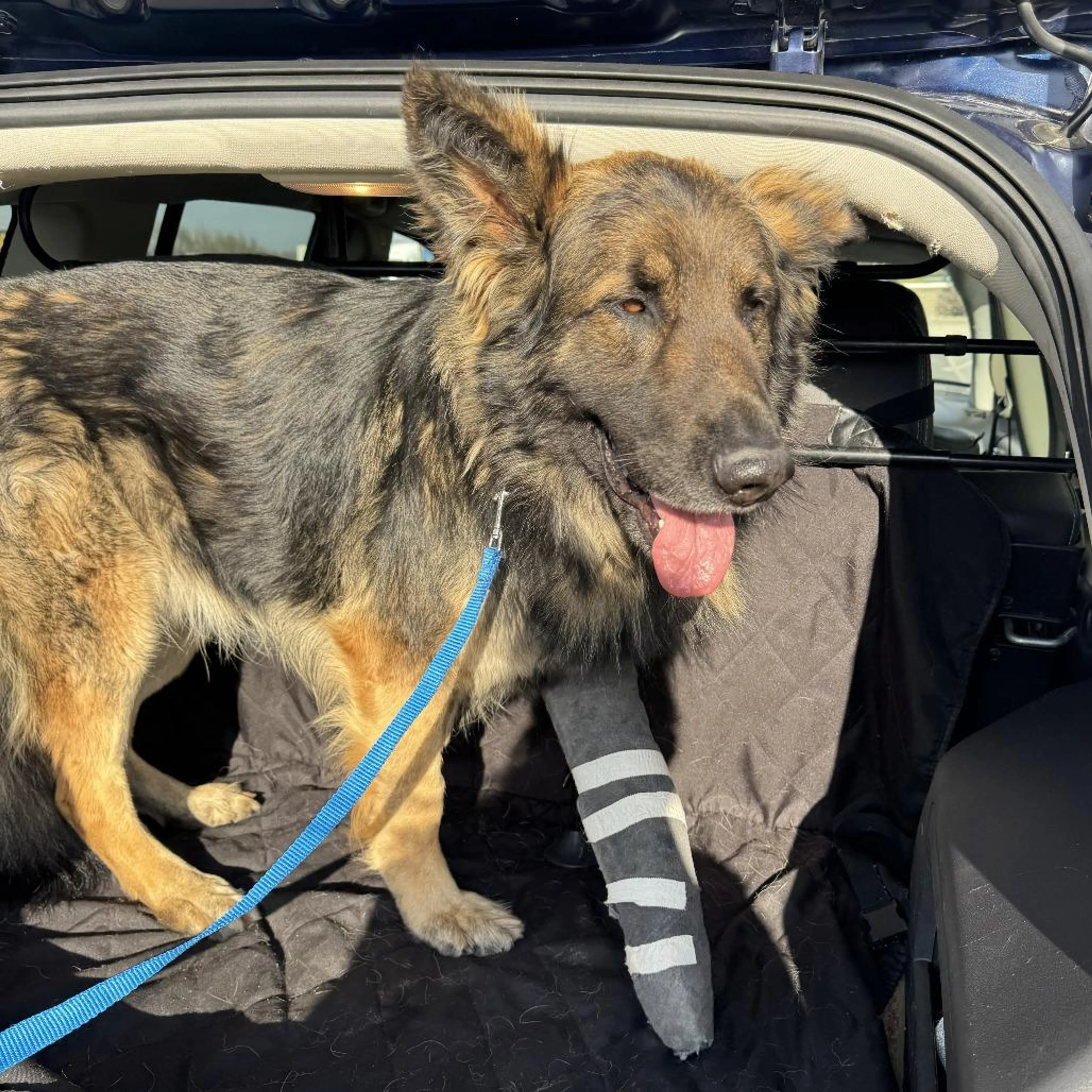Found pet-1