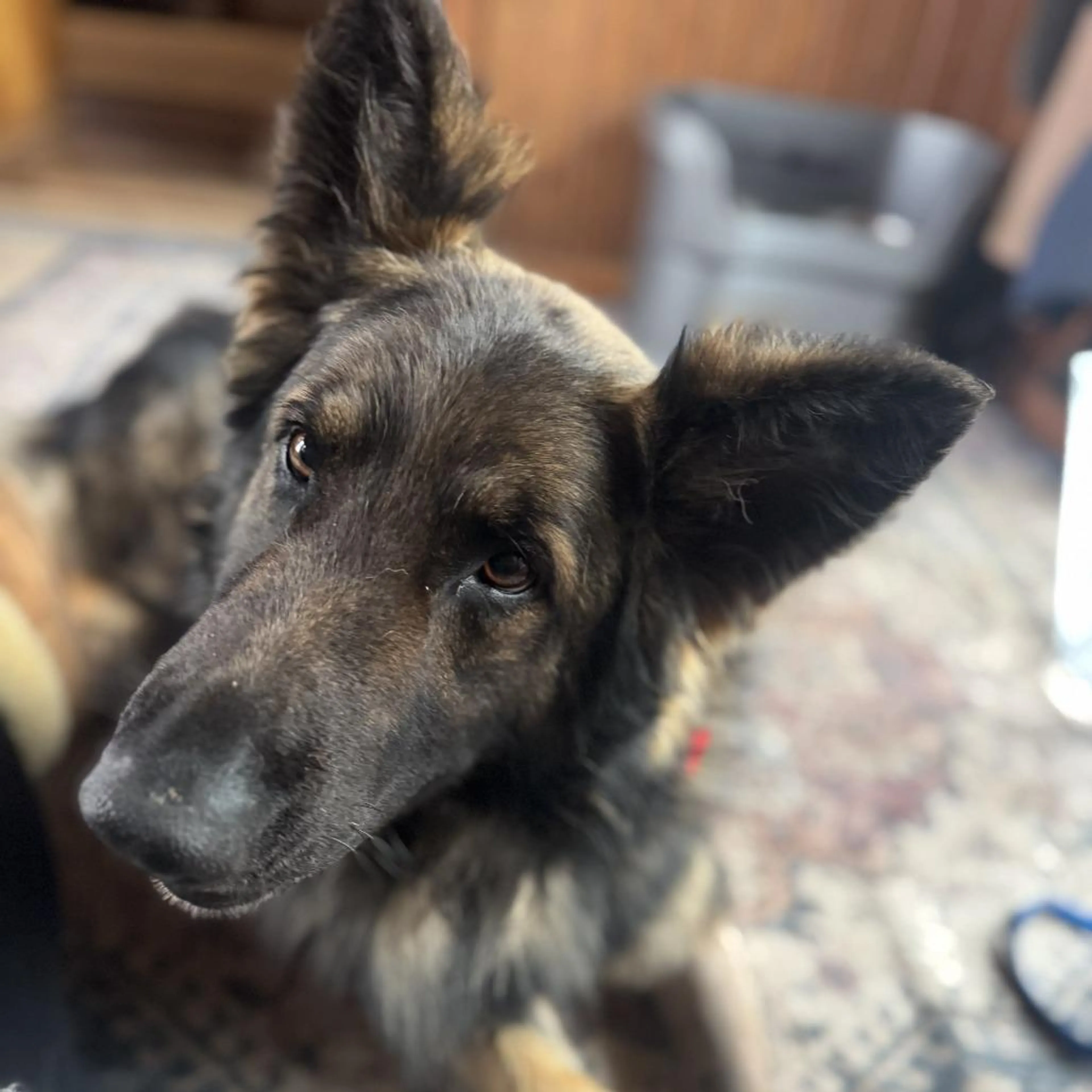 Found pet-5