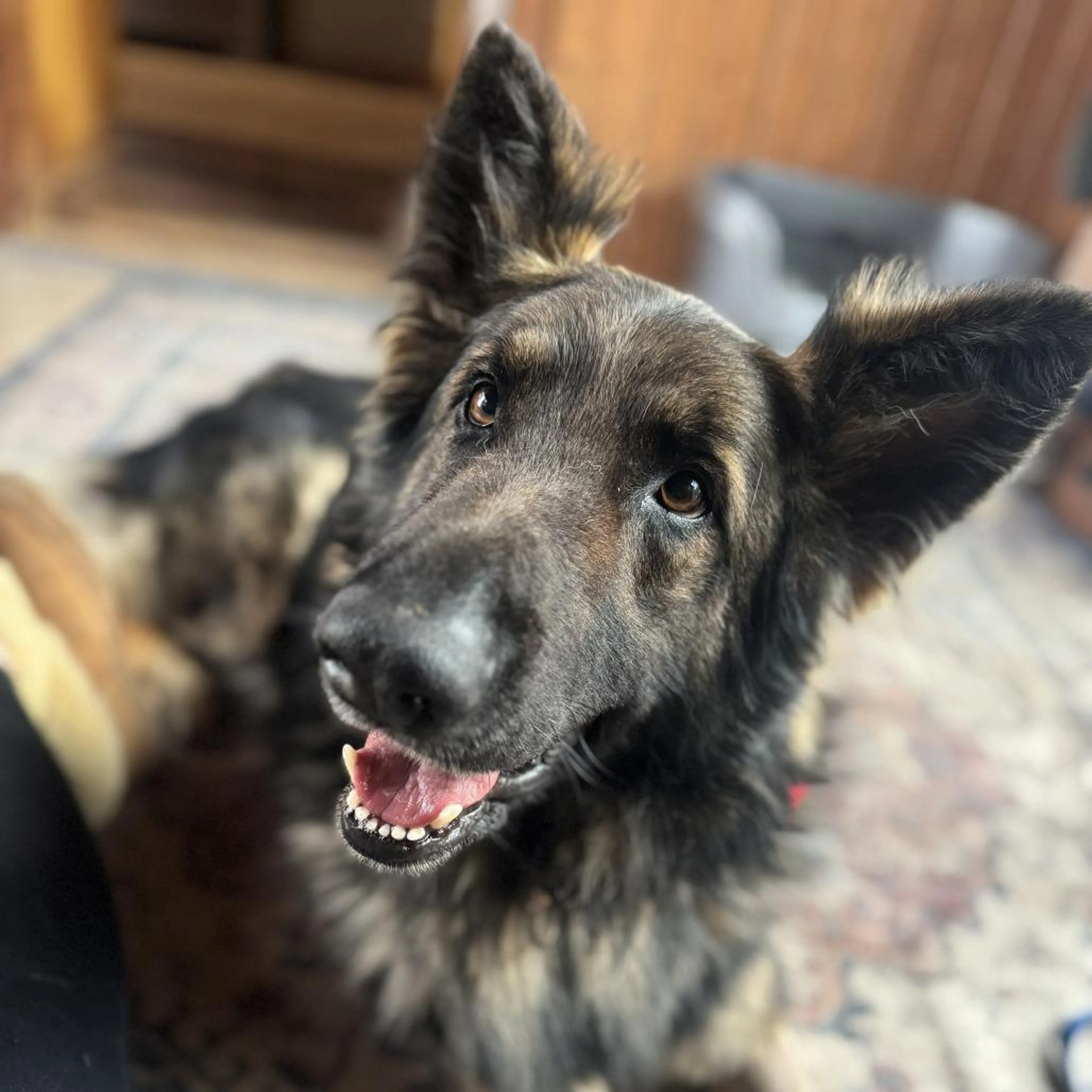 Found pet-4