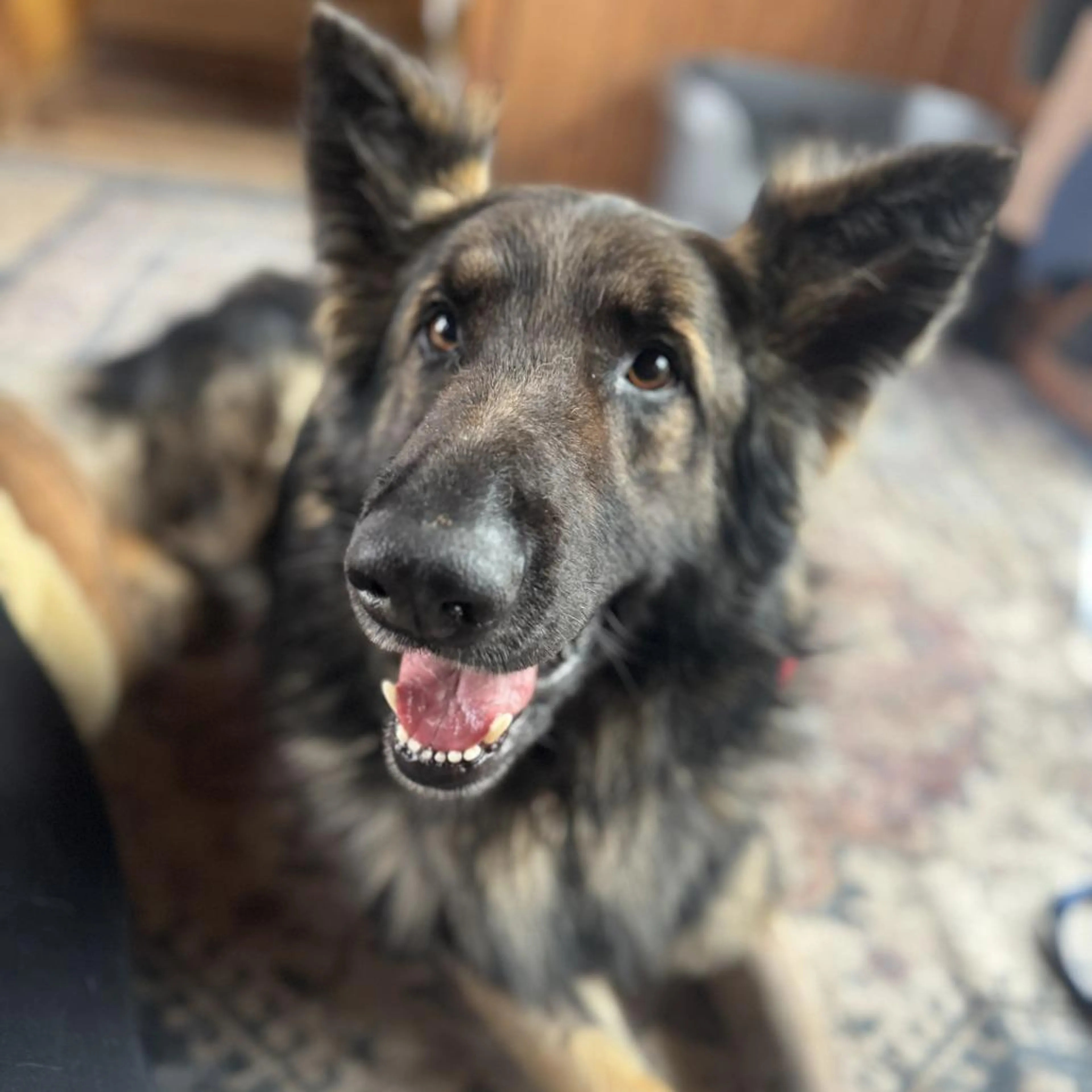 Found pet-2