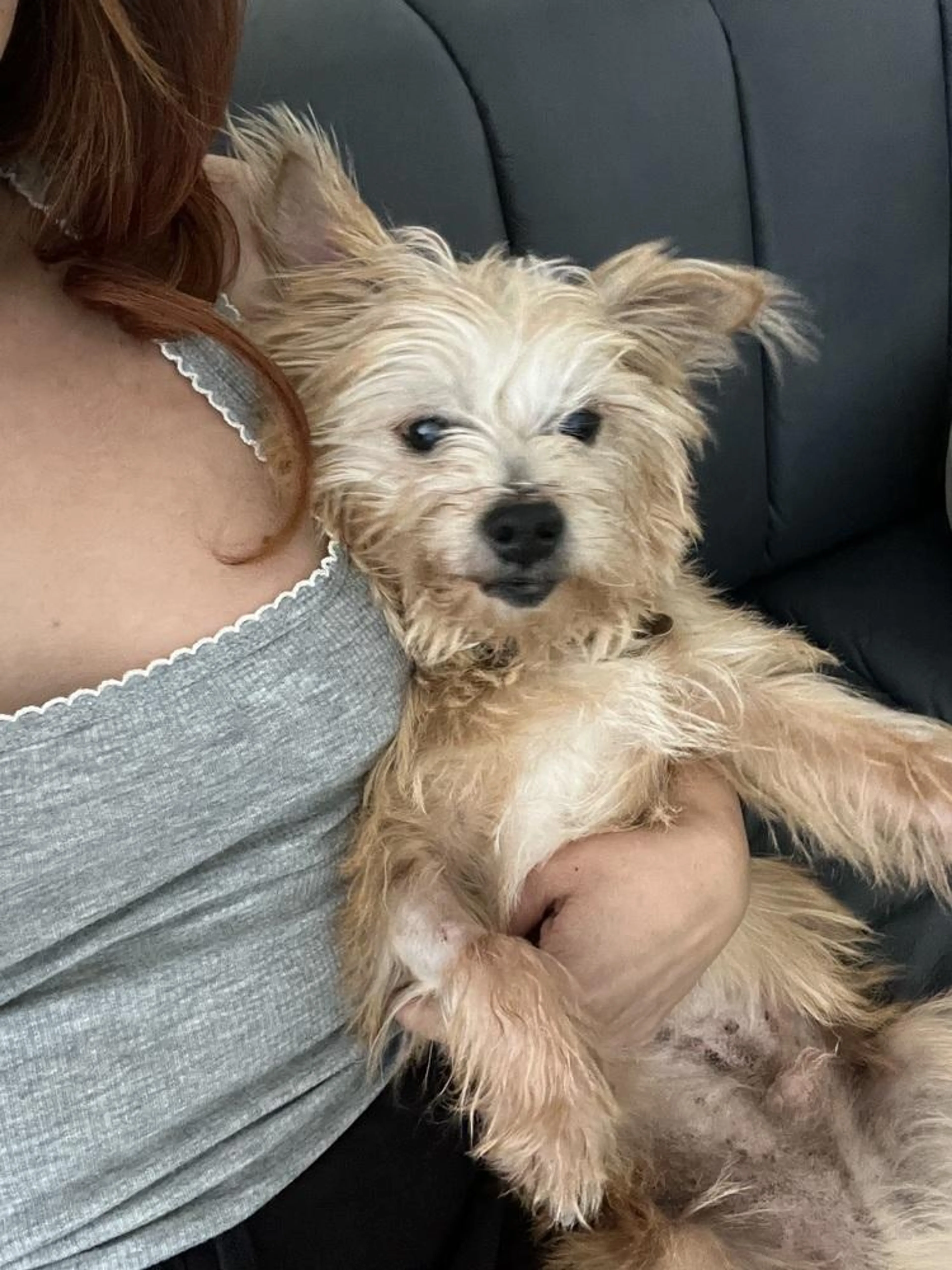 Found pet-2