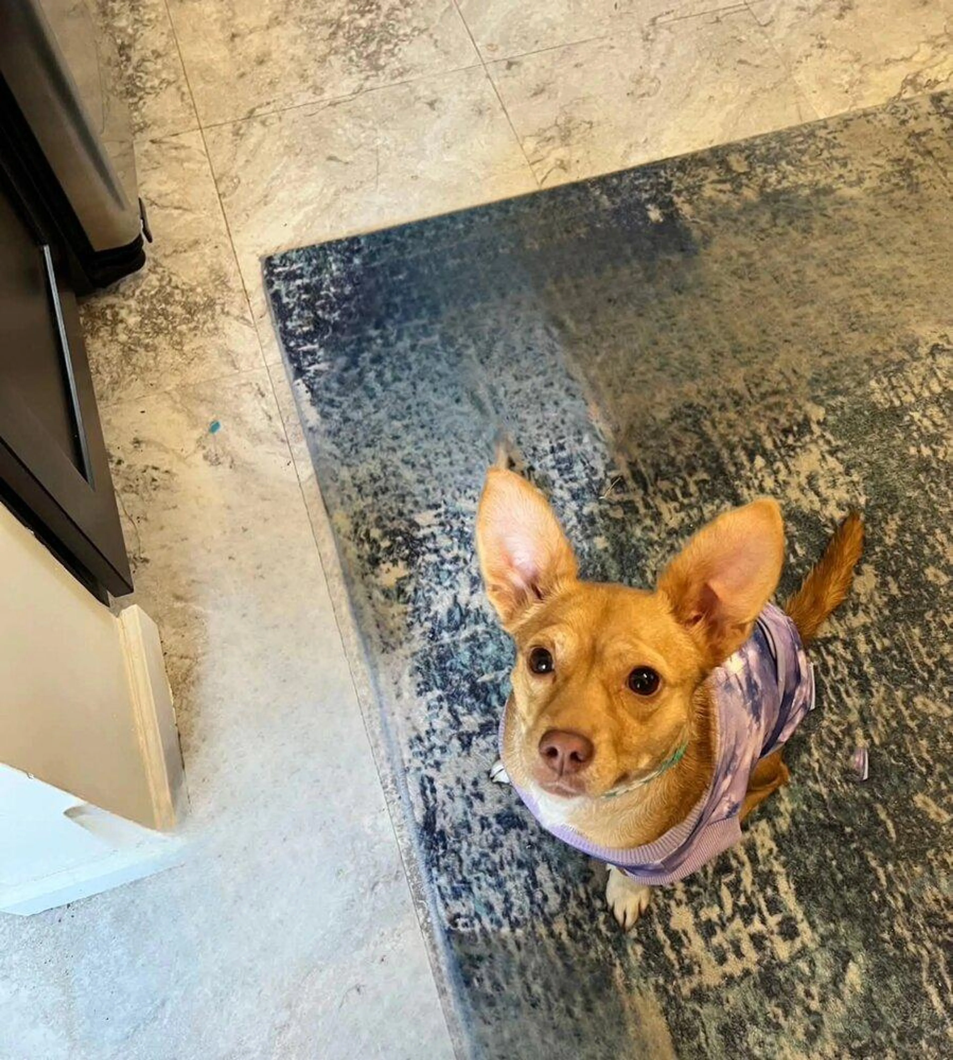 Found pet-3