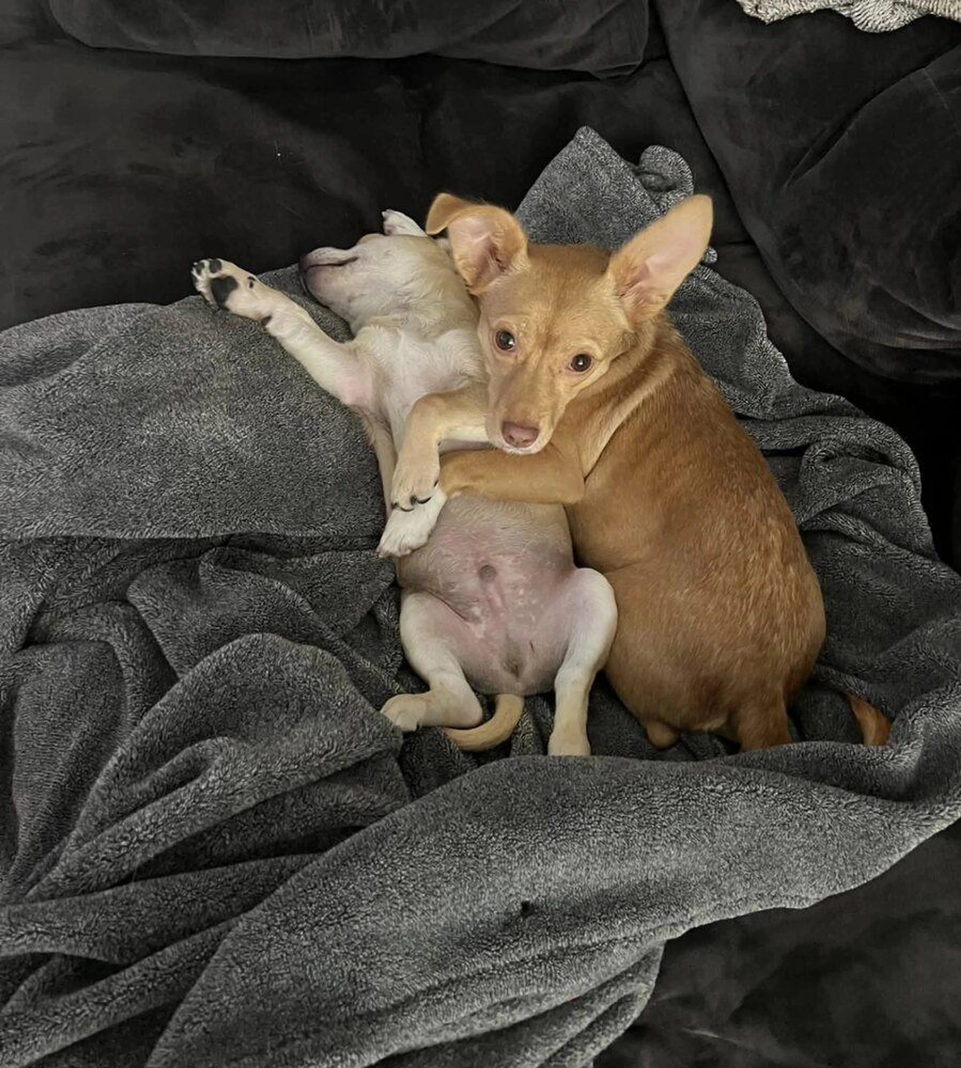 Found pet-2