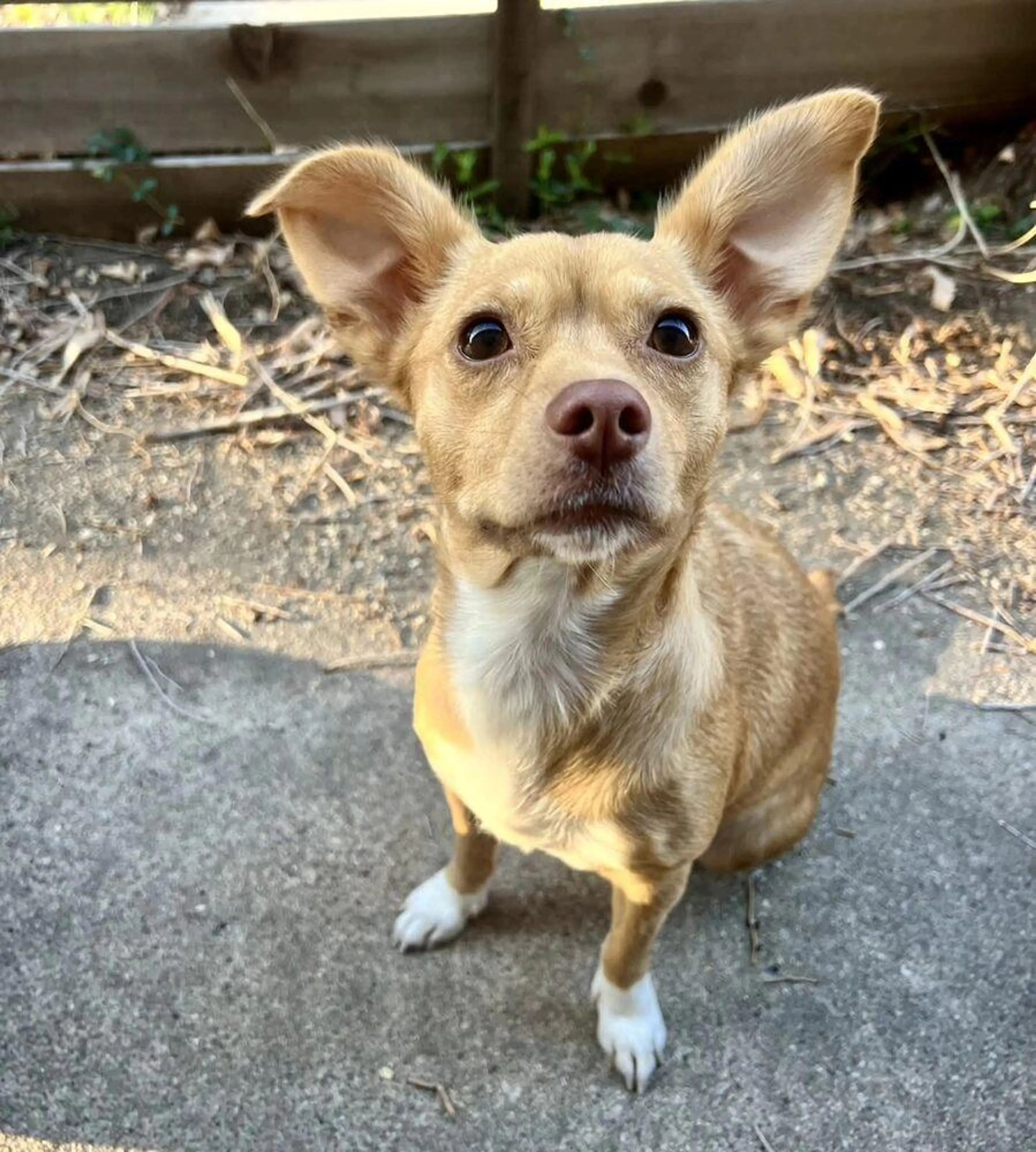 Found pet-4