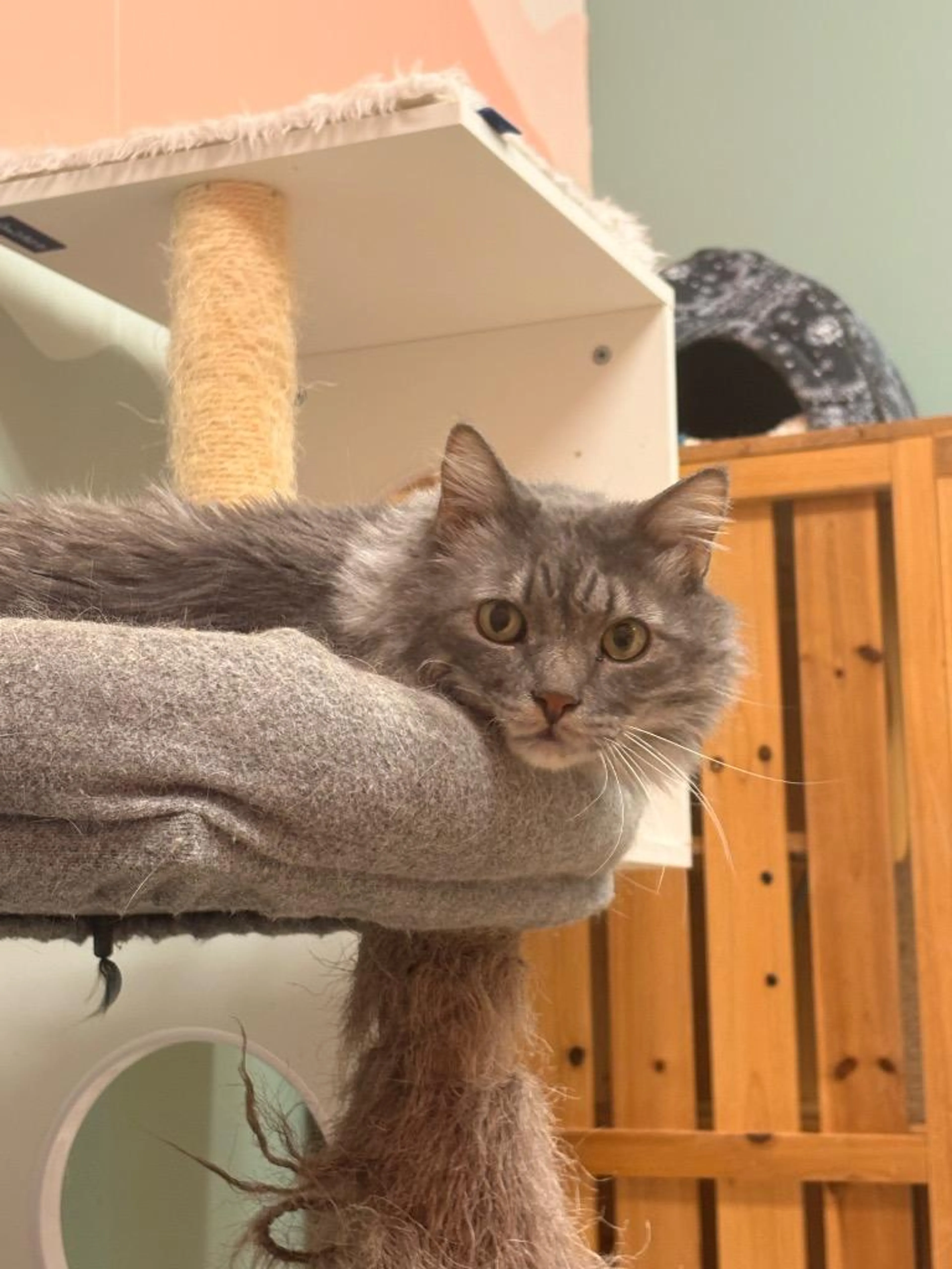Found pet-1