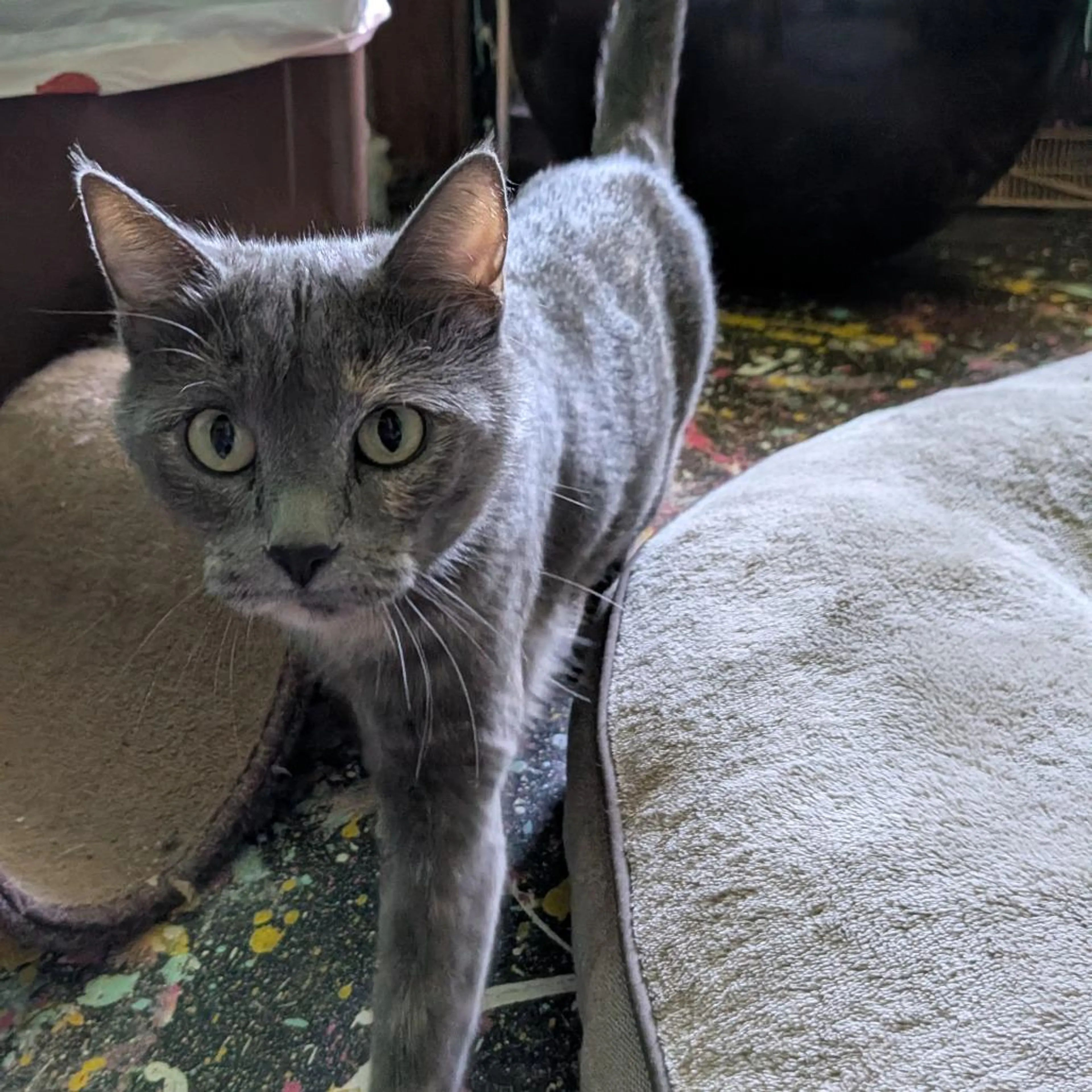 Found pet-1