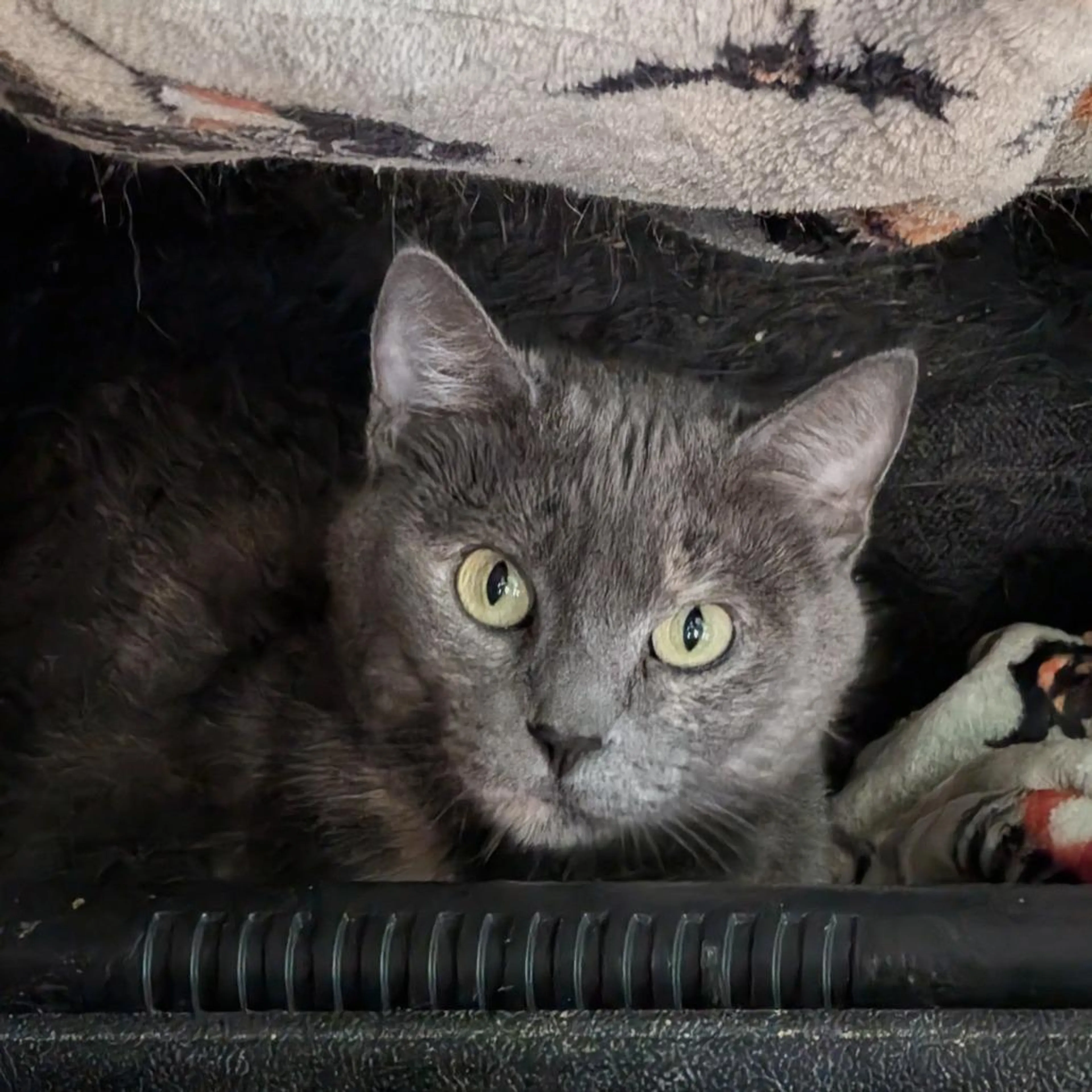 Found pet-2