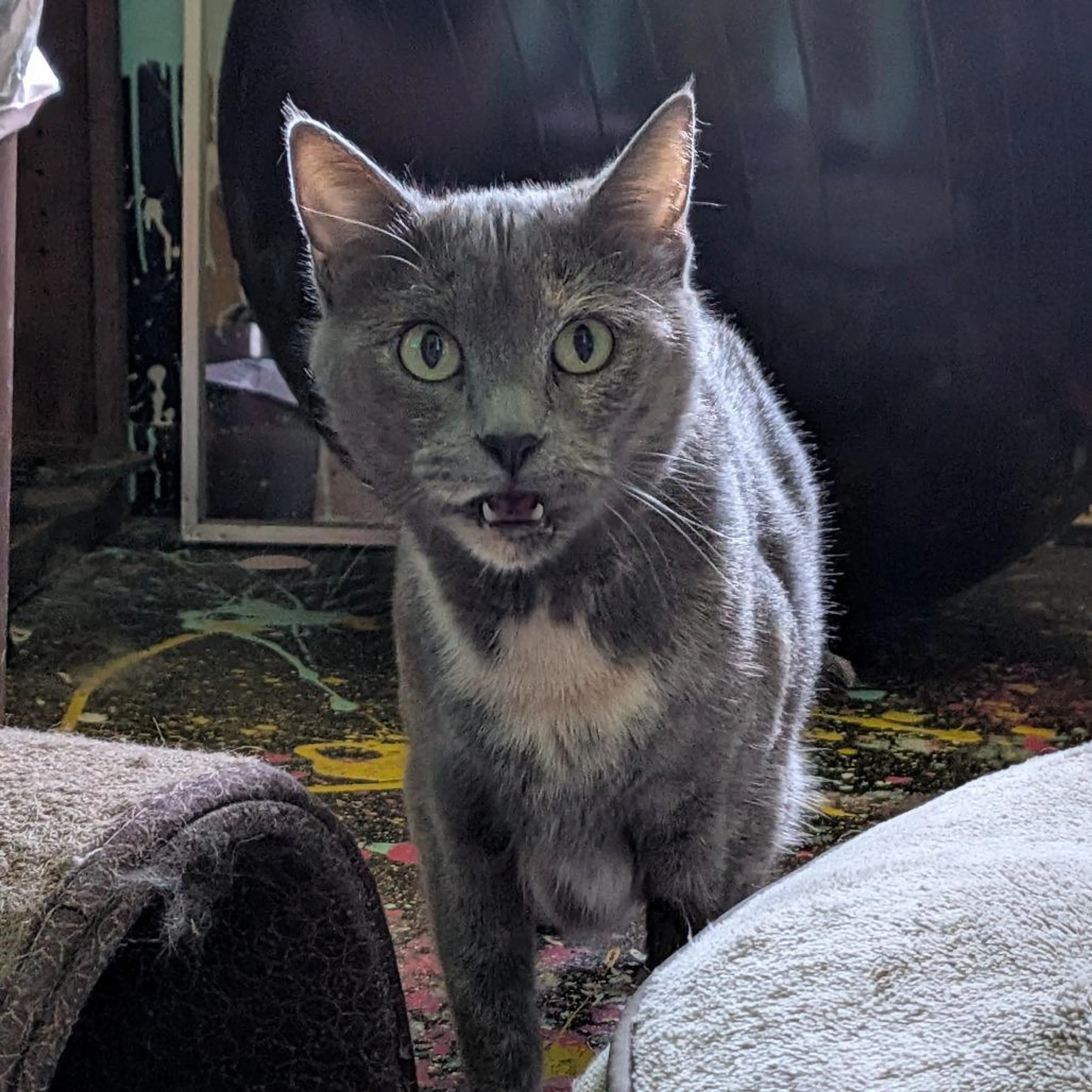 Found pet-3