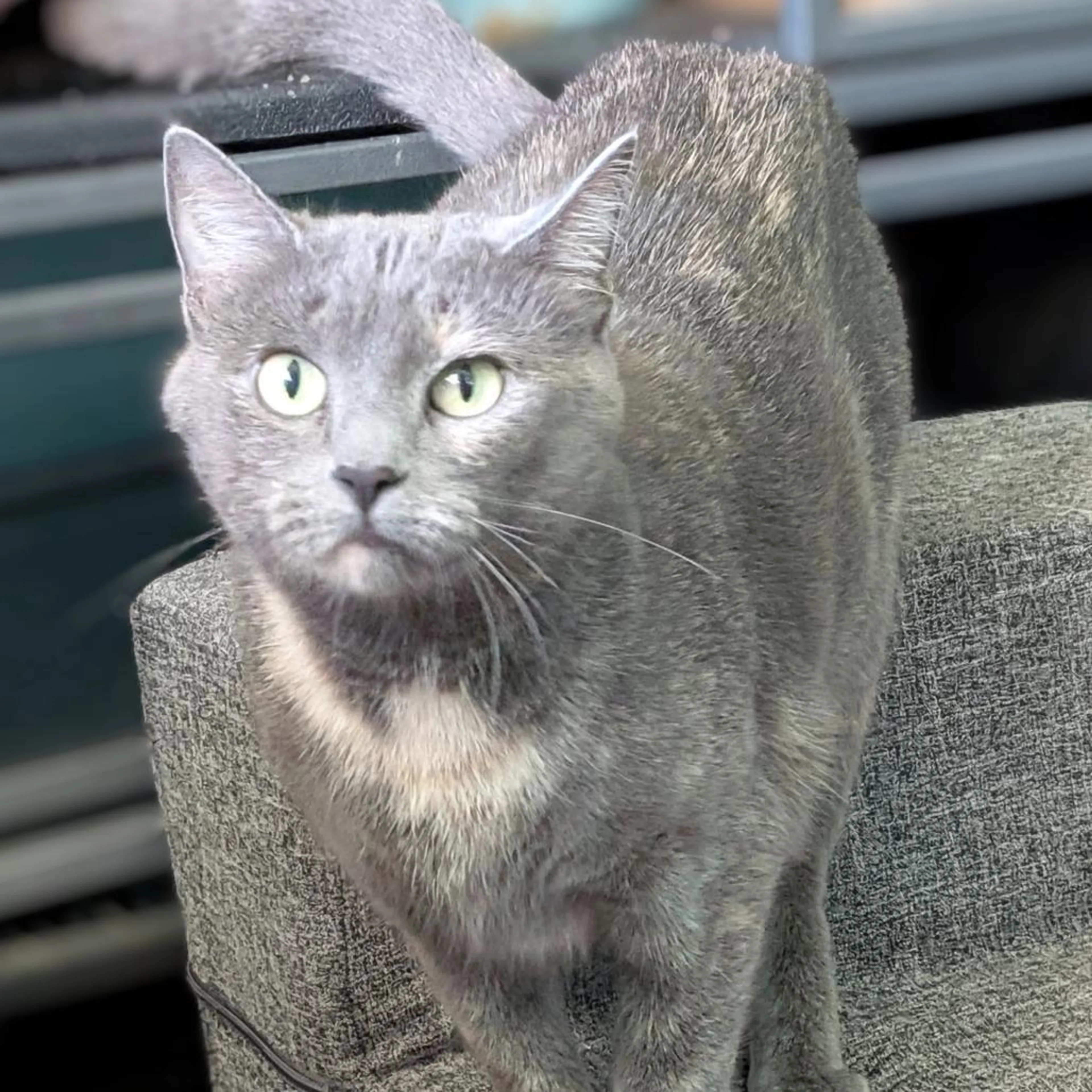 Found pet-0