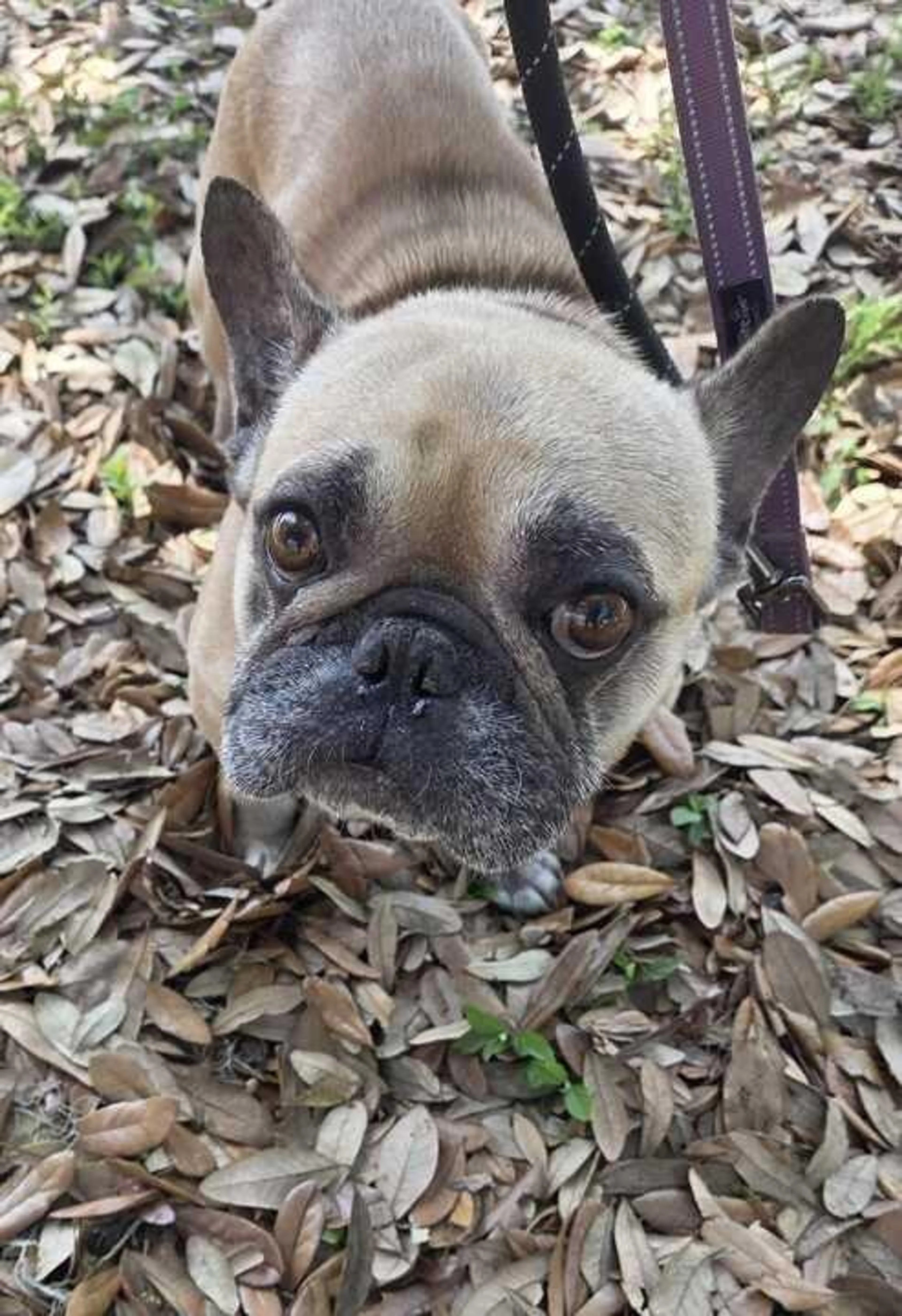 Found pet-0