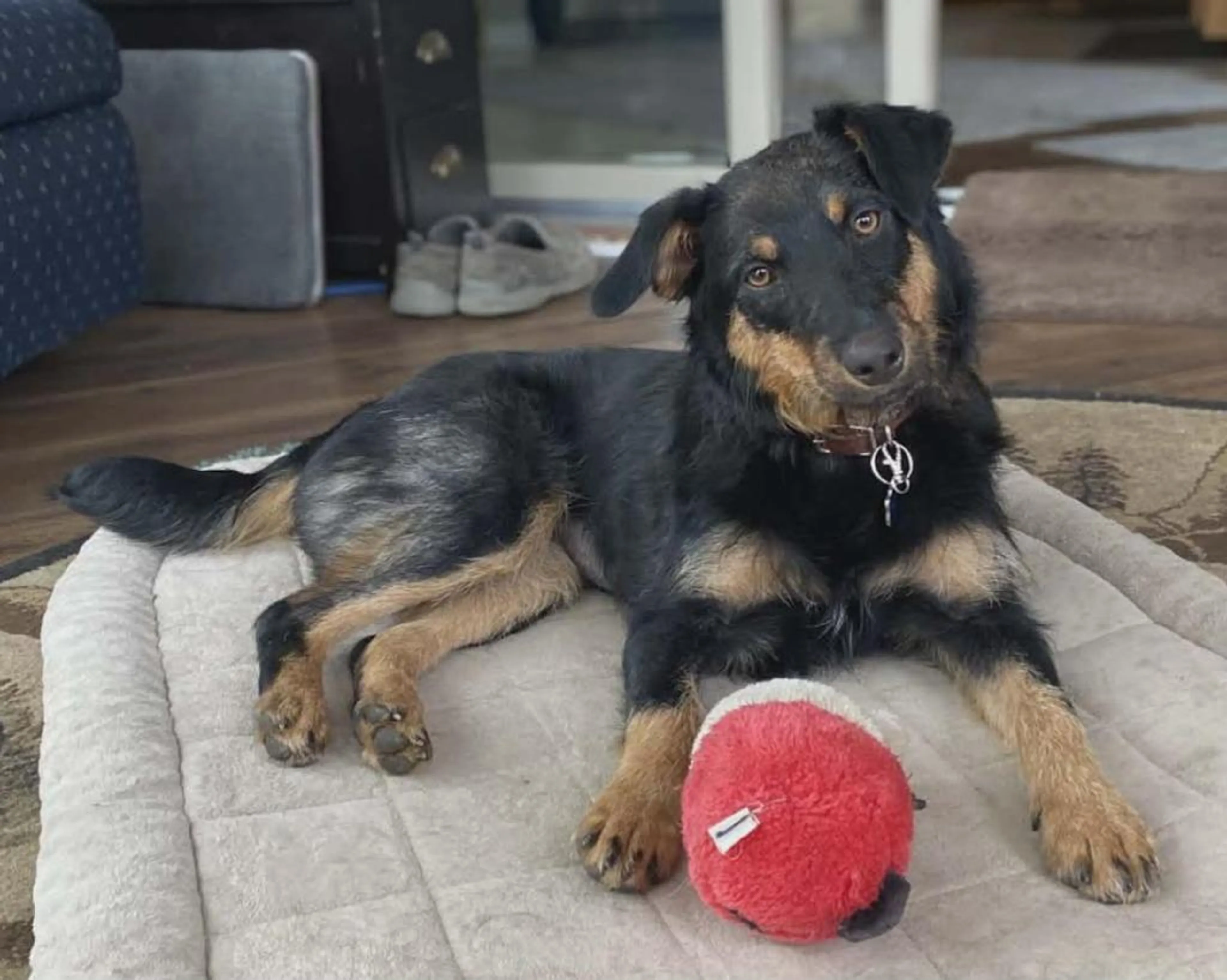 Found pet-3