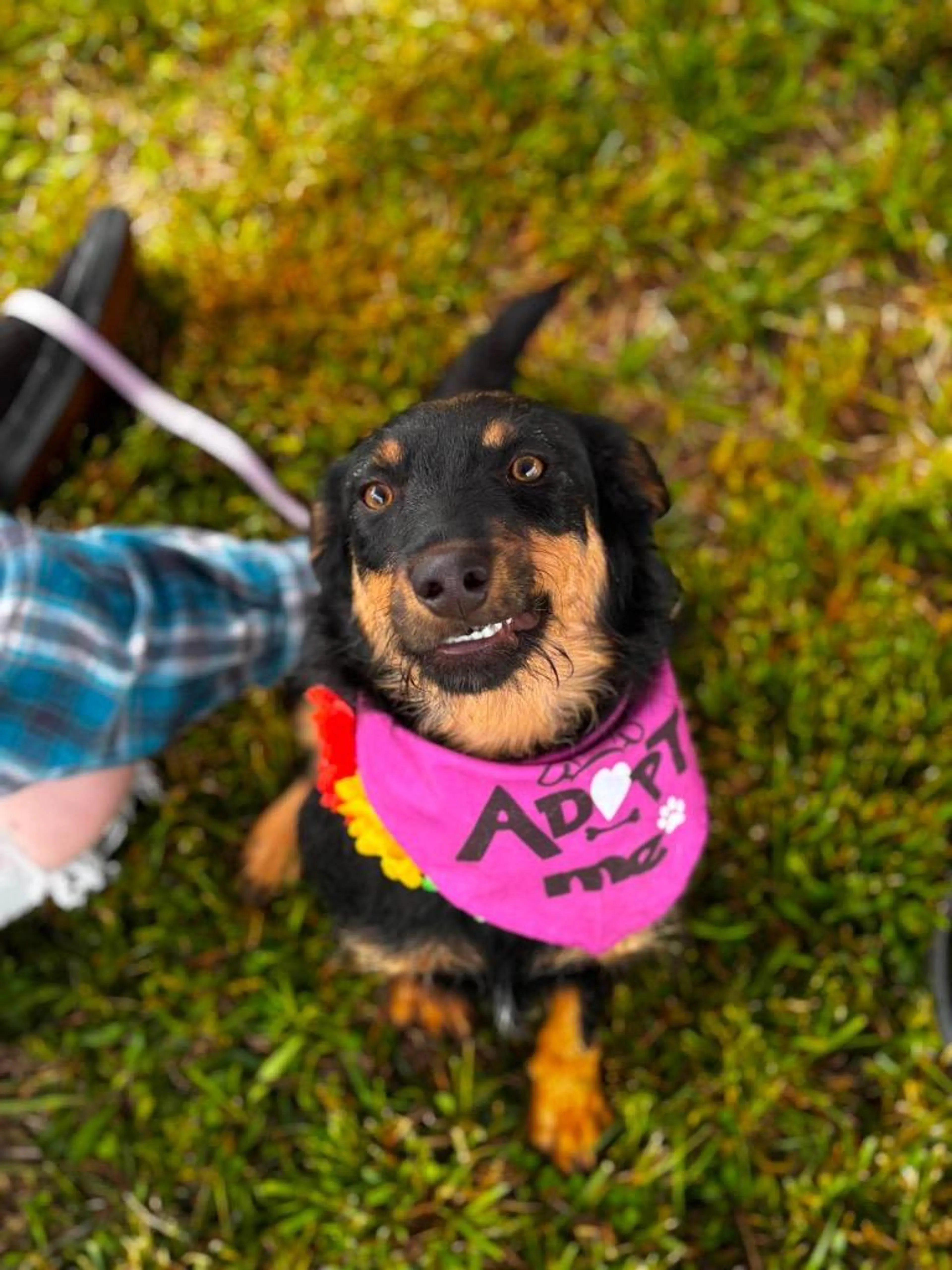 Found pet-2