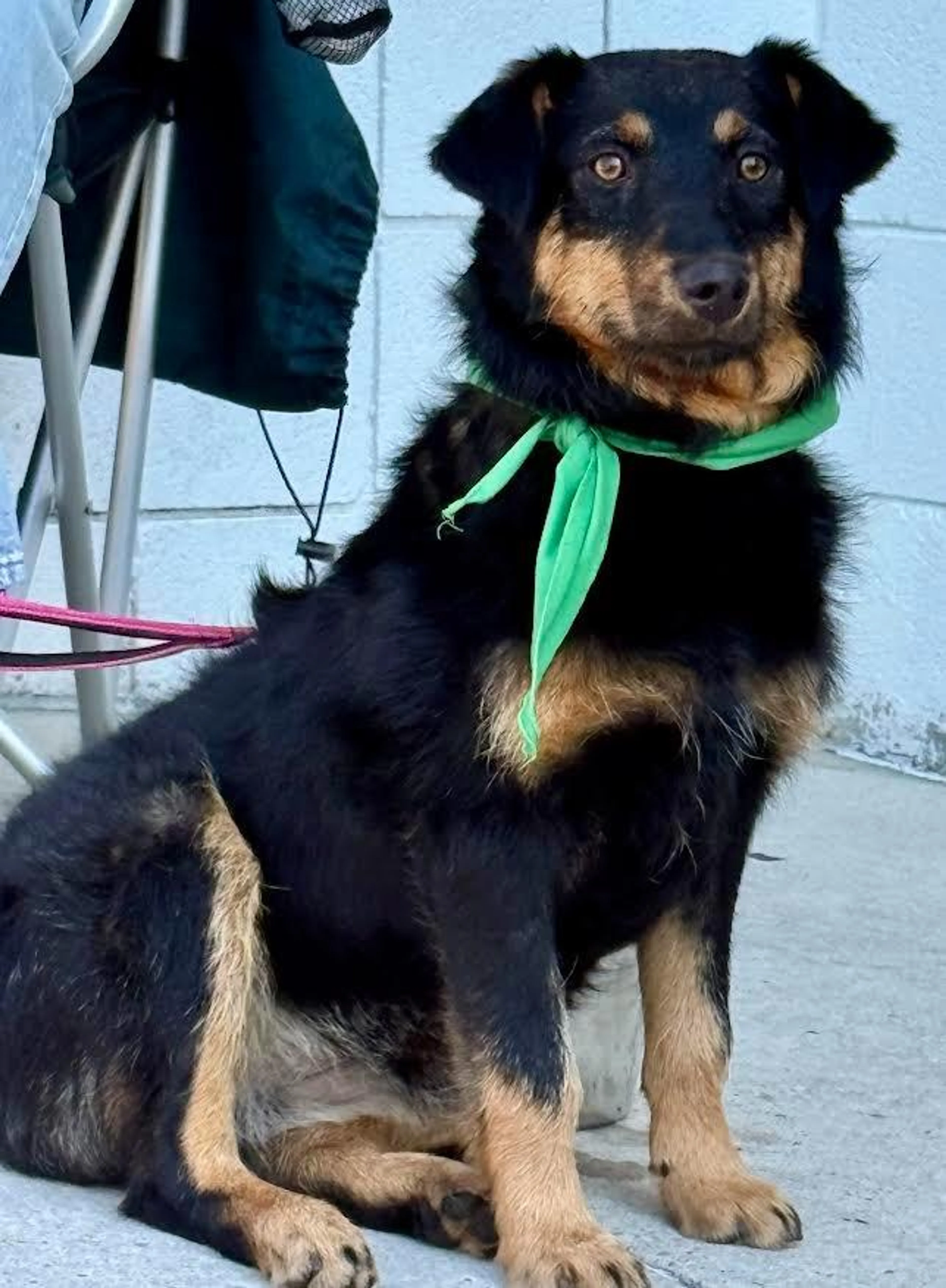 Found pet-1