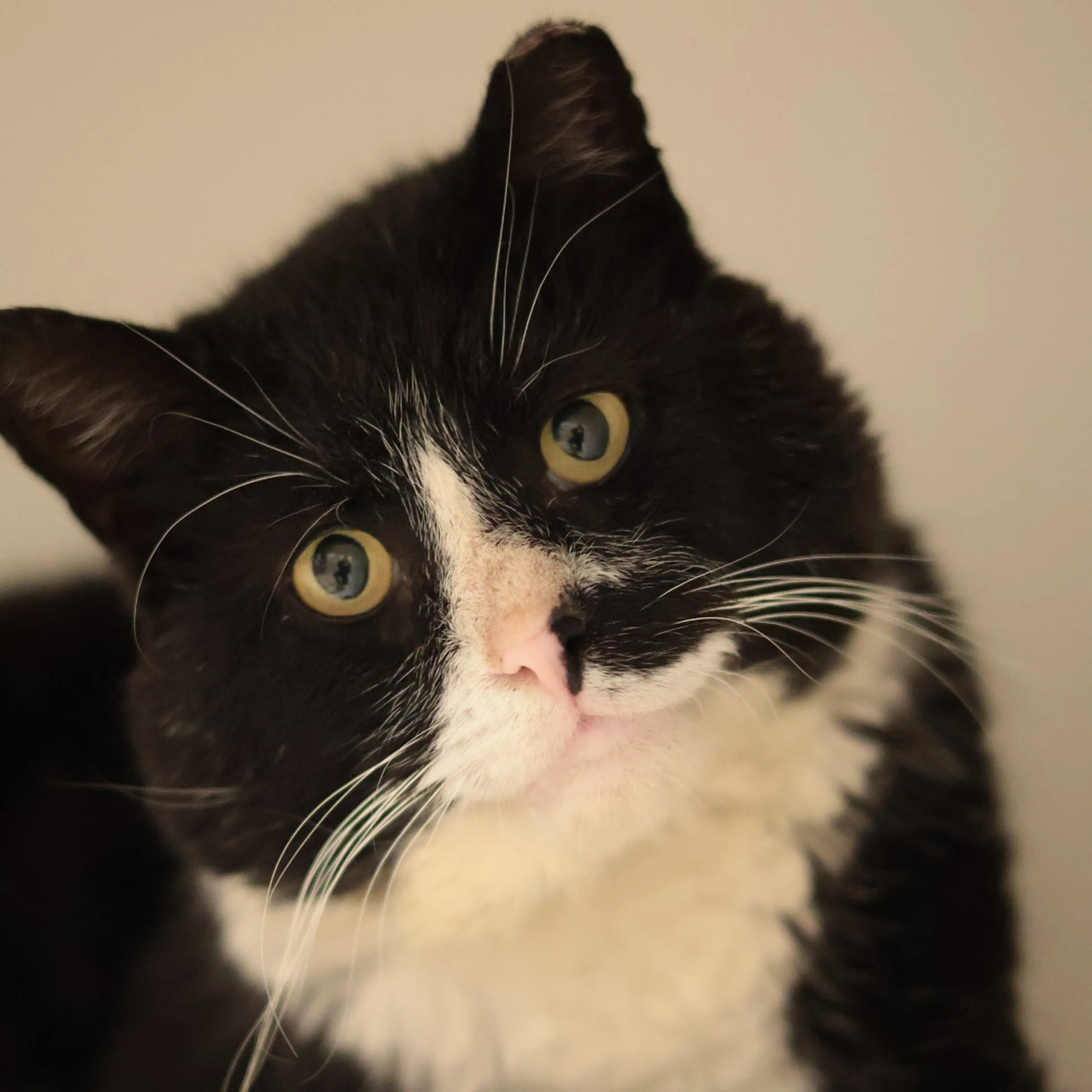 Found pet-11