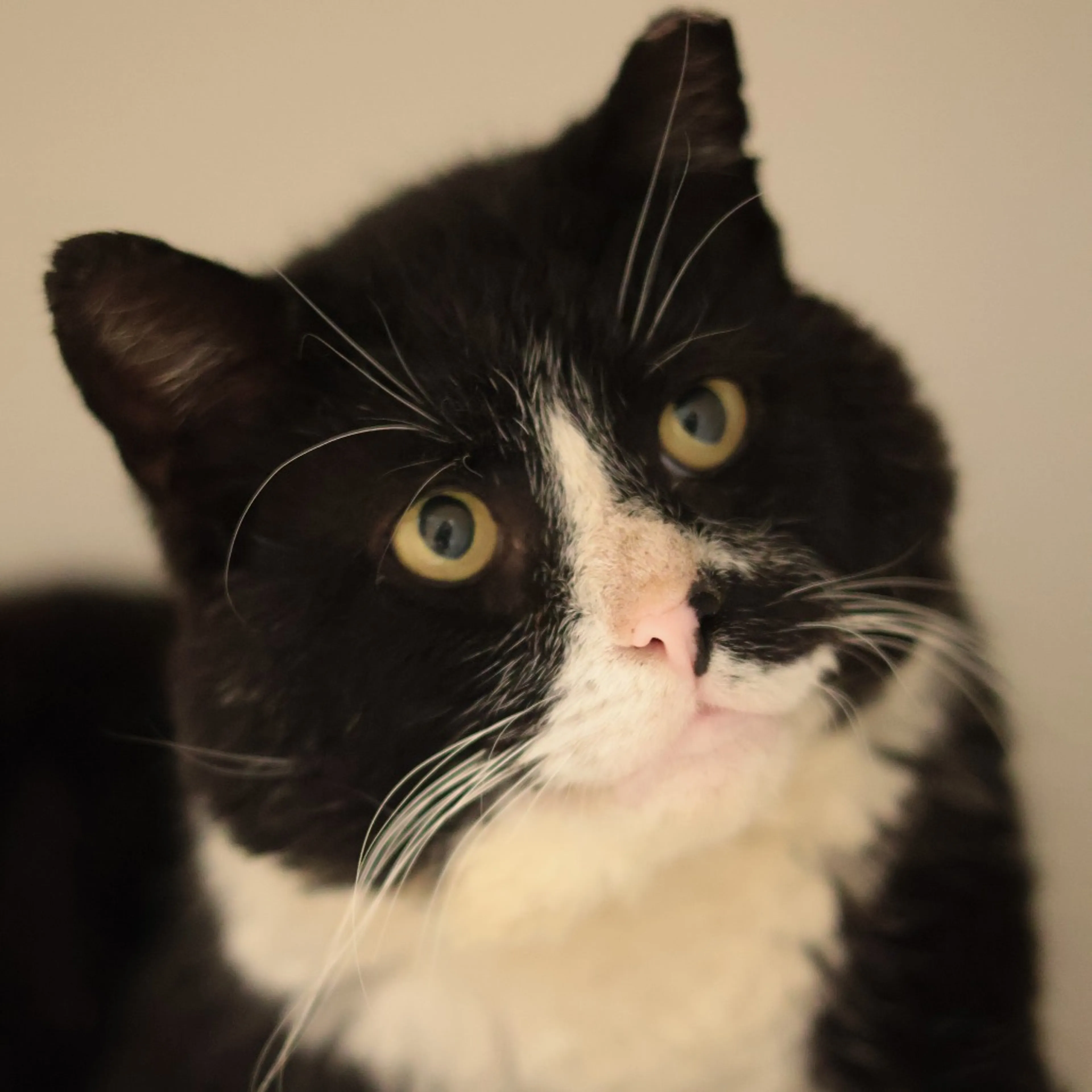 Found pet-12