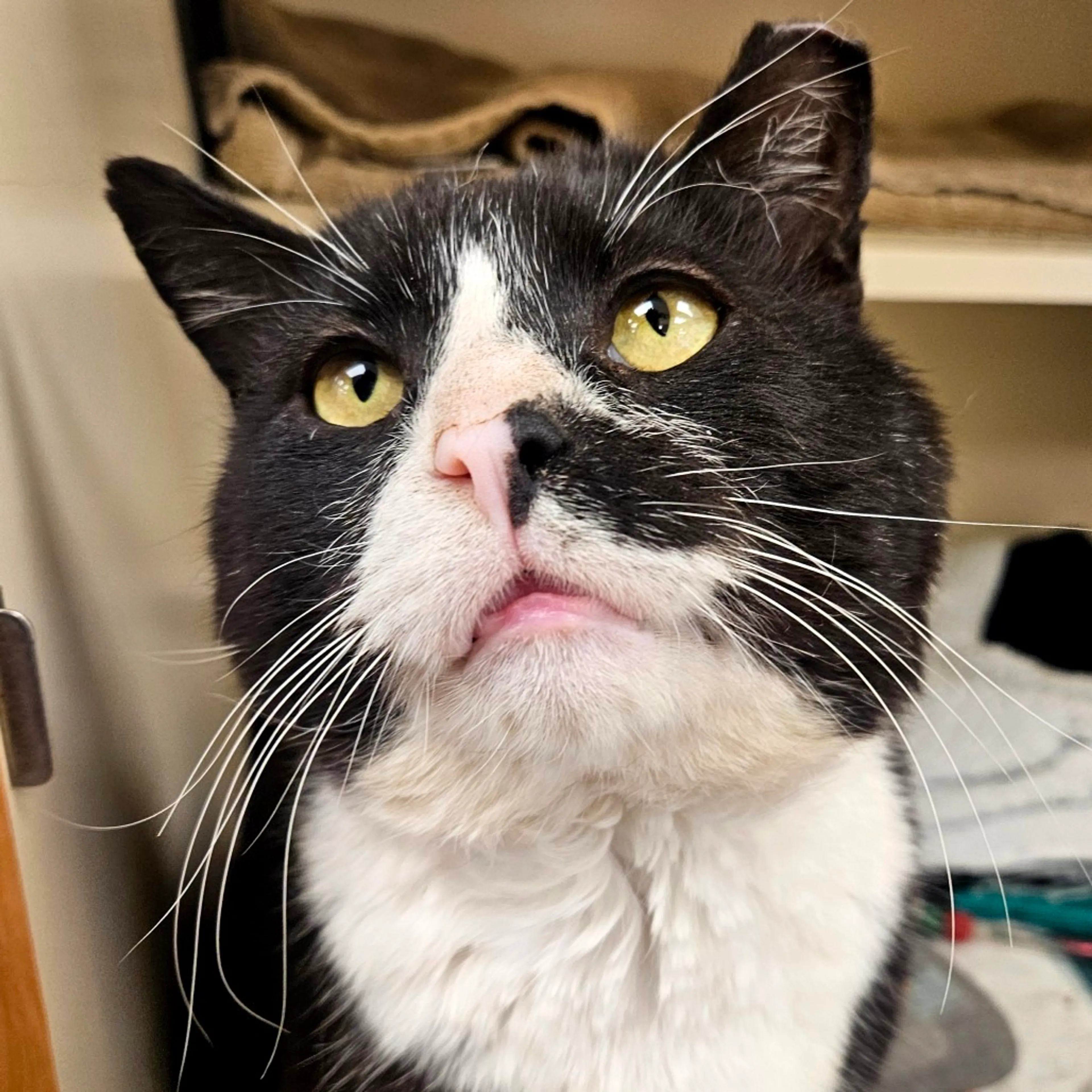 Found pet-8
