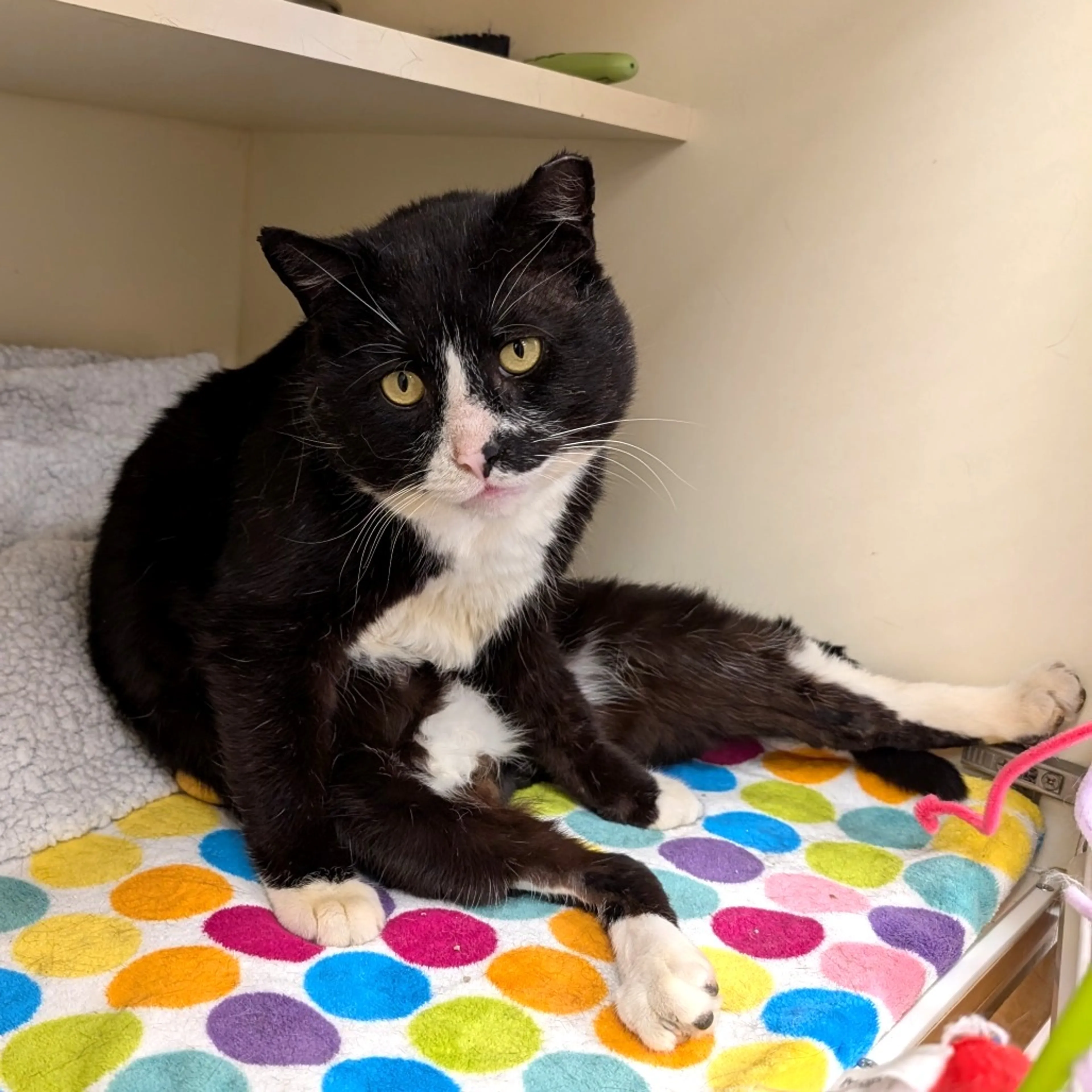 Found pet-1