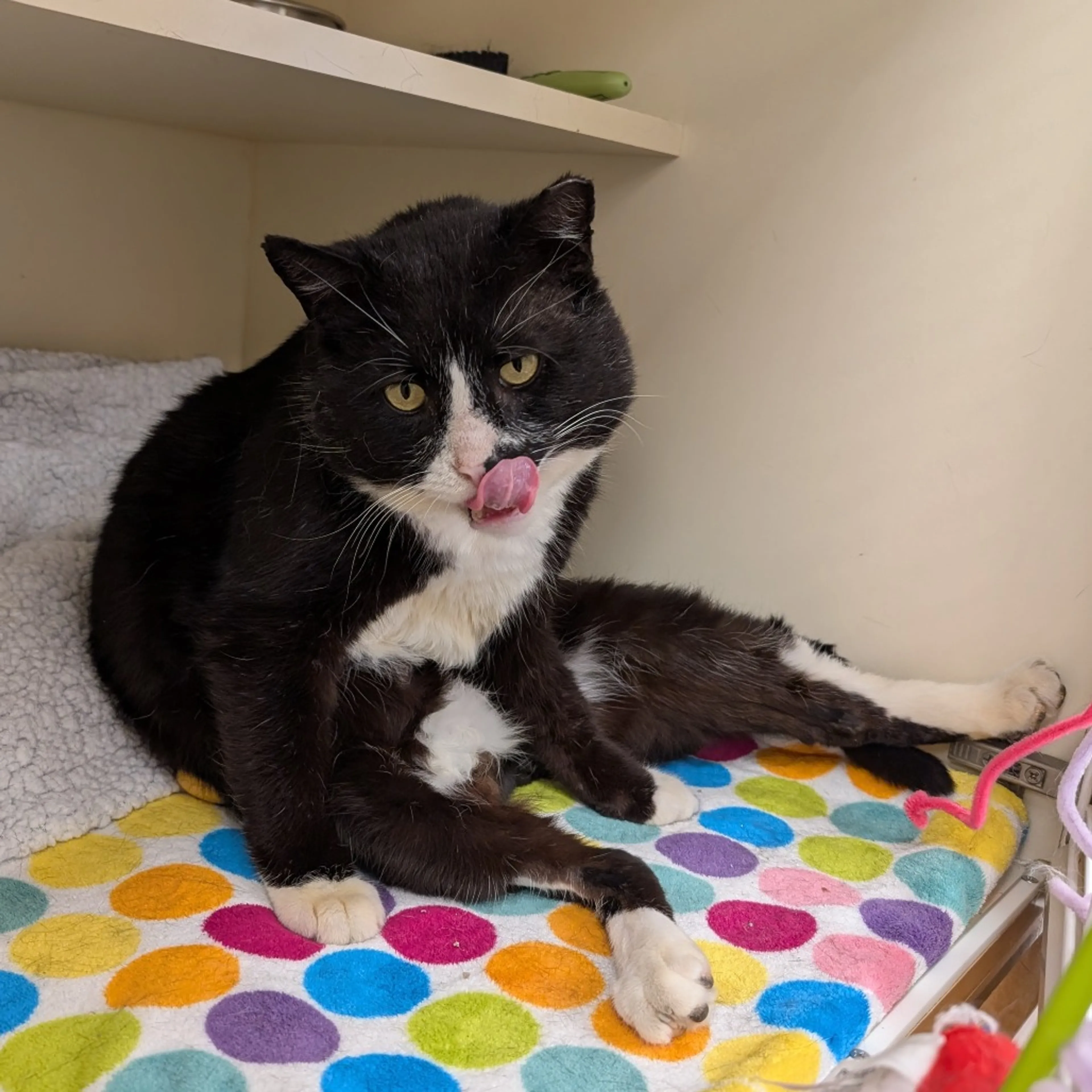 Found pet-9
