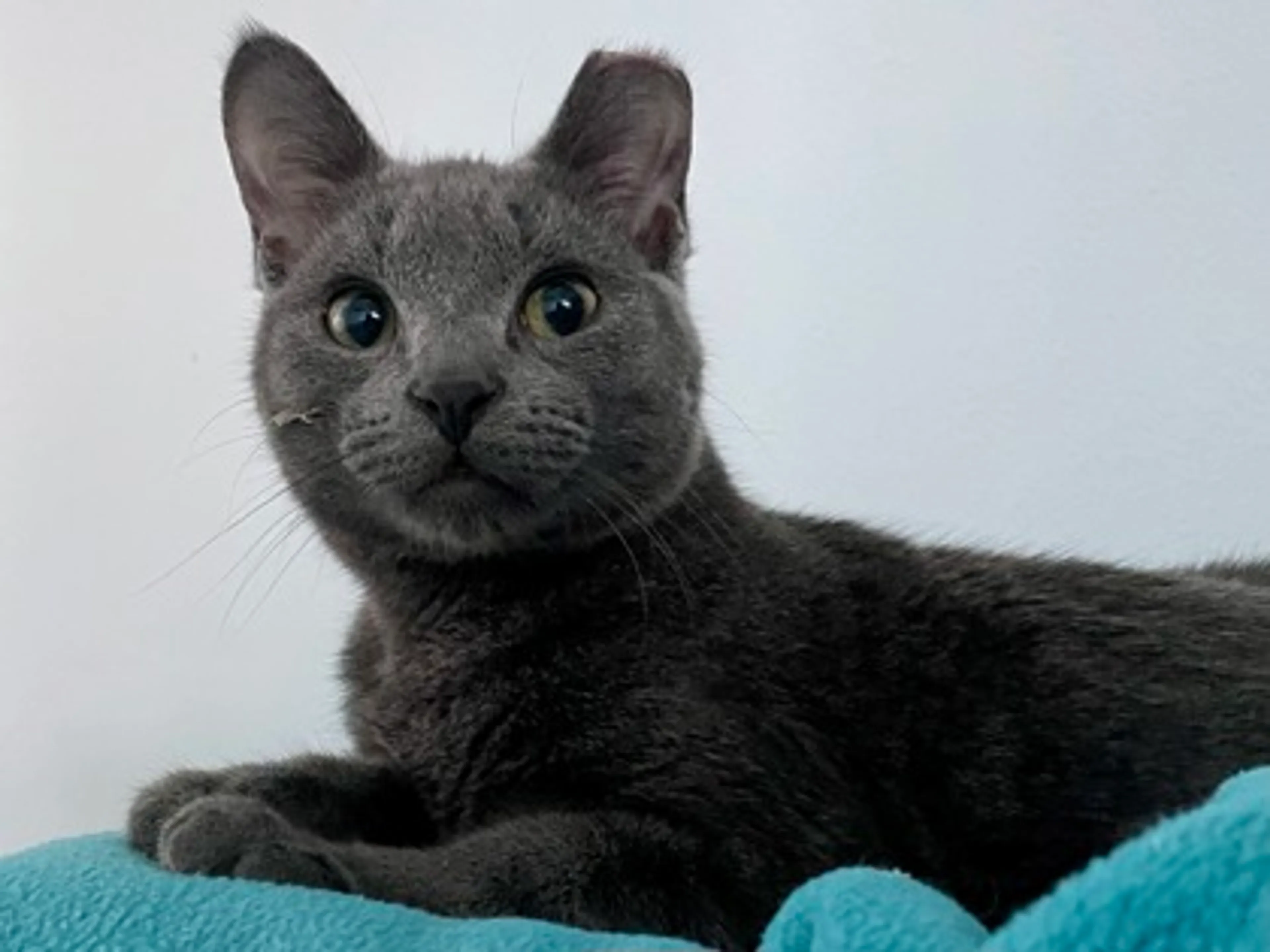 Found pet-2