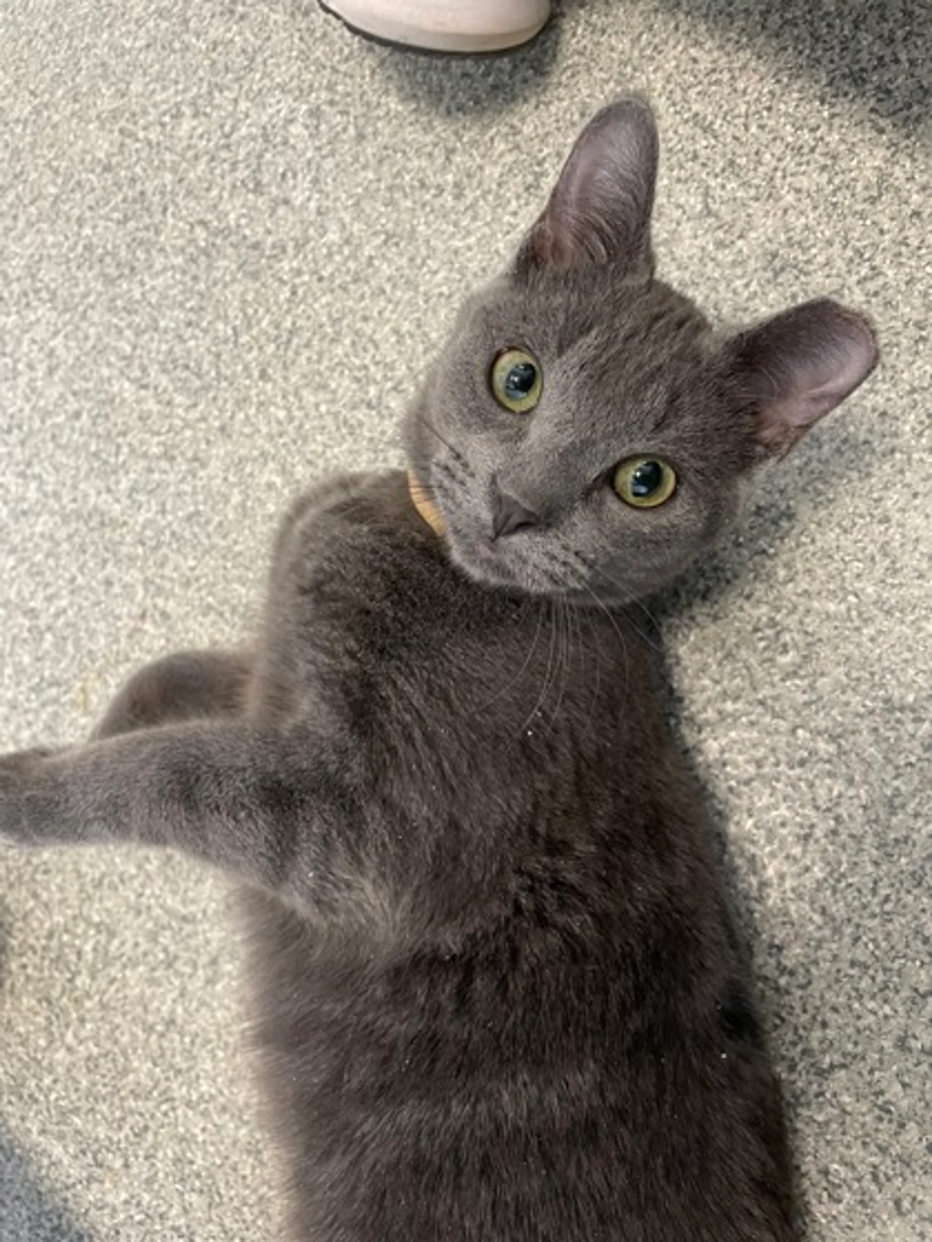 Found pet-1