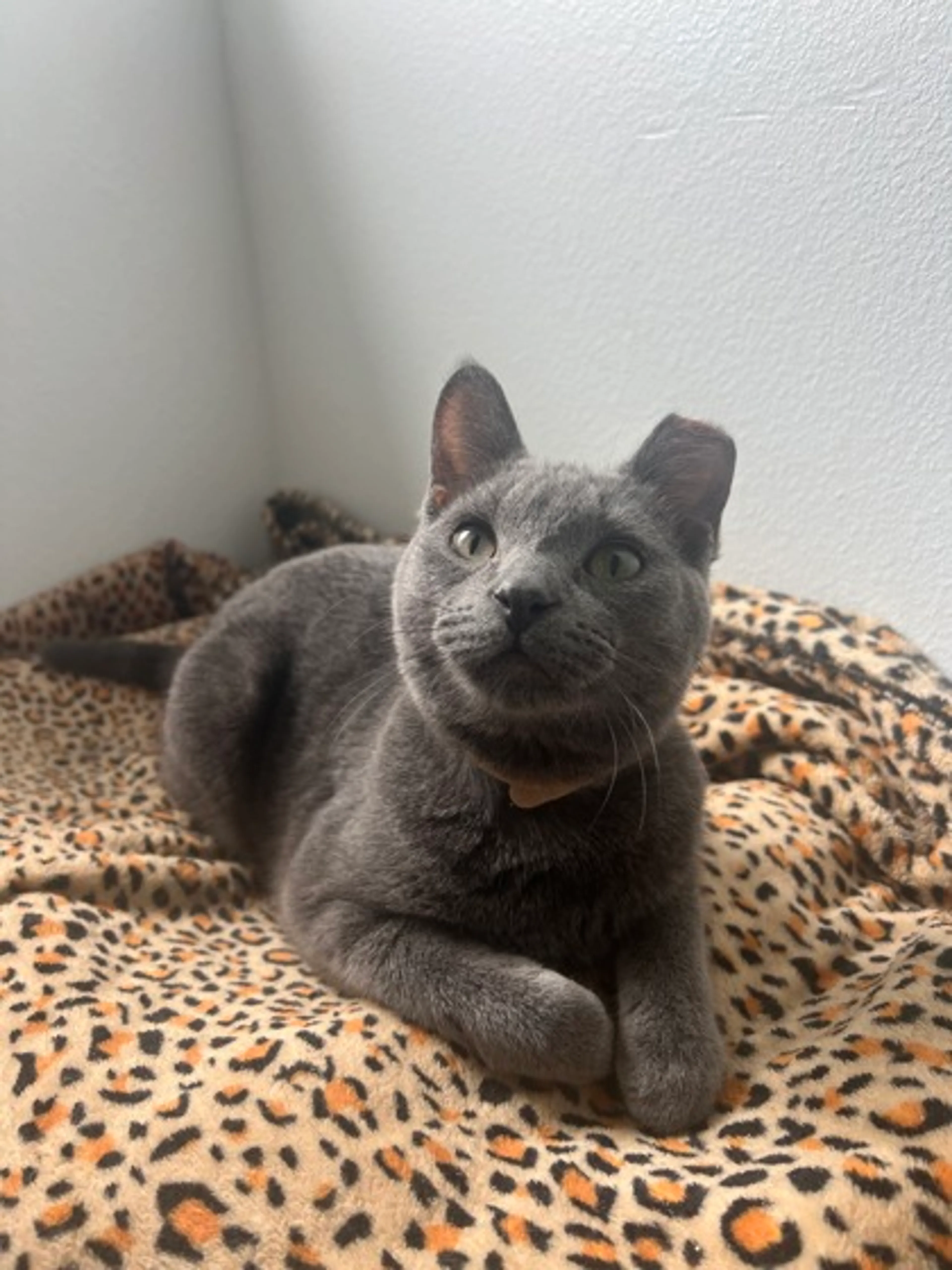 Found pet-0