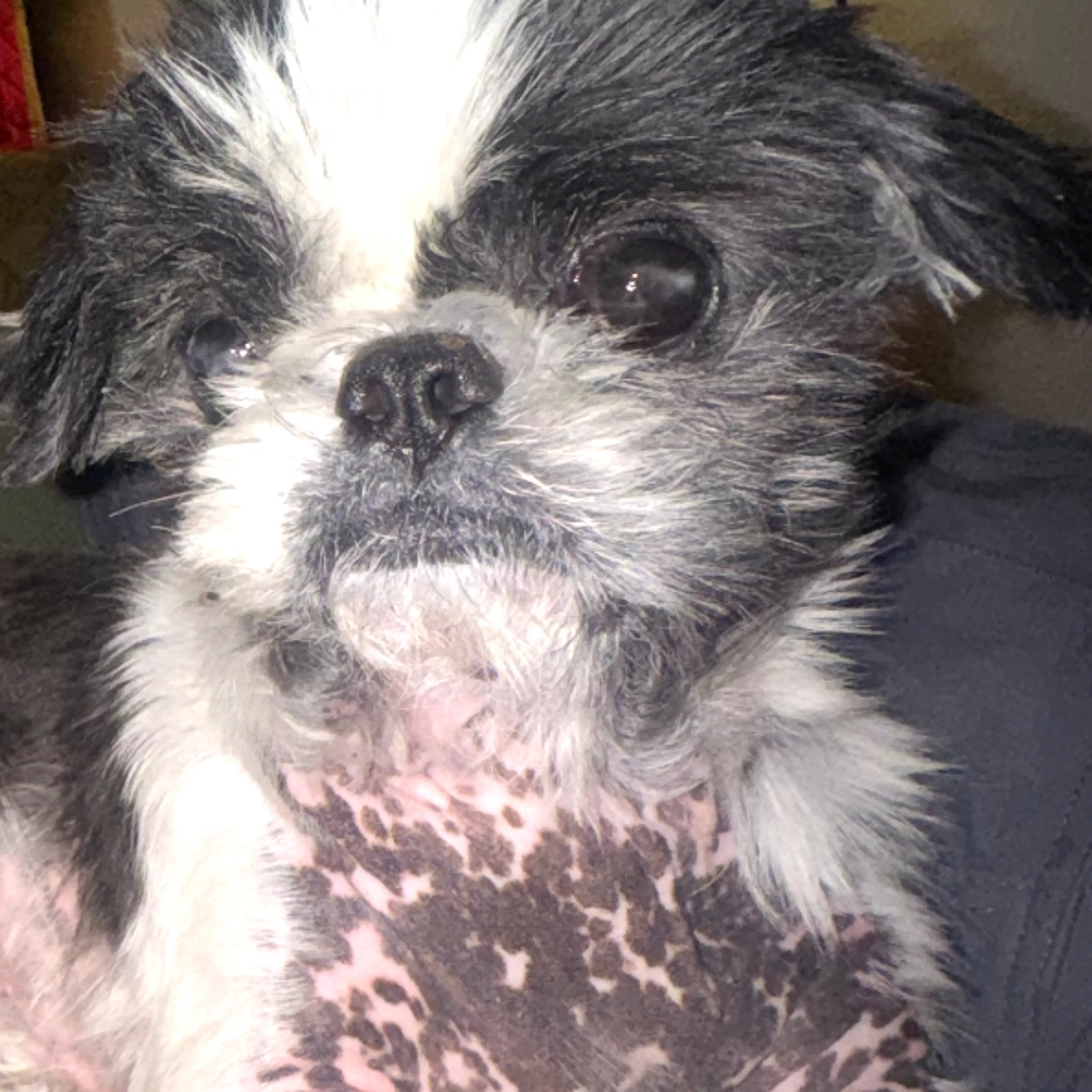 Lost pet-1