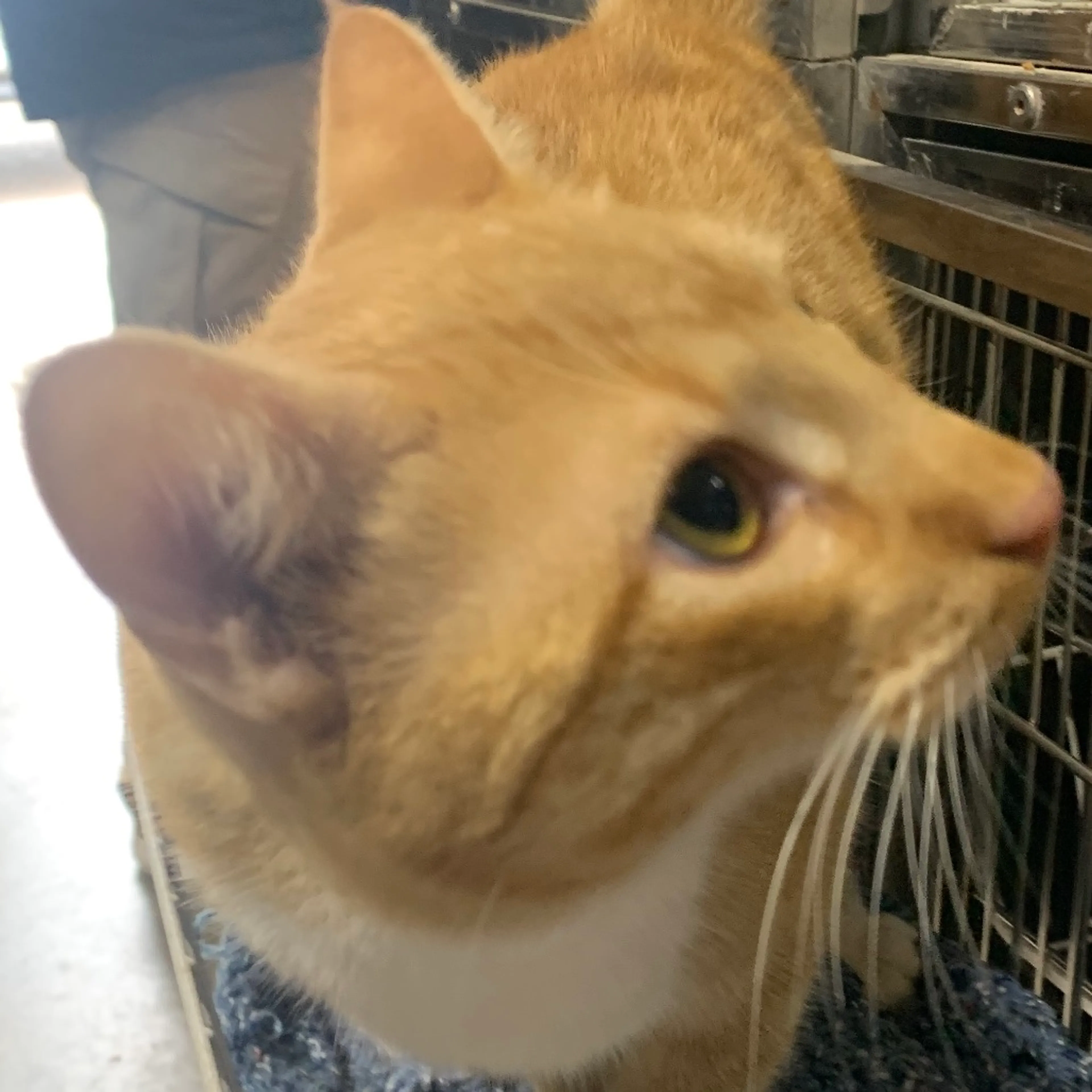 Found pet