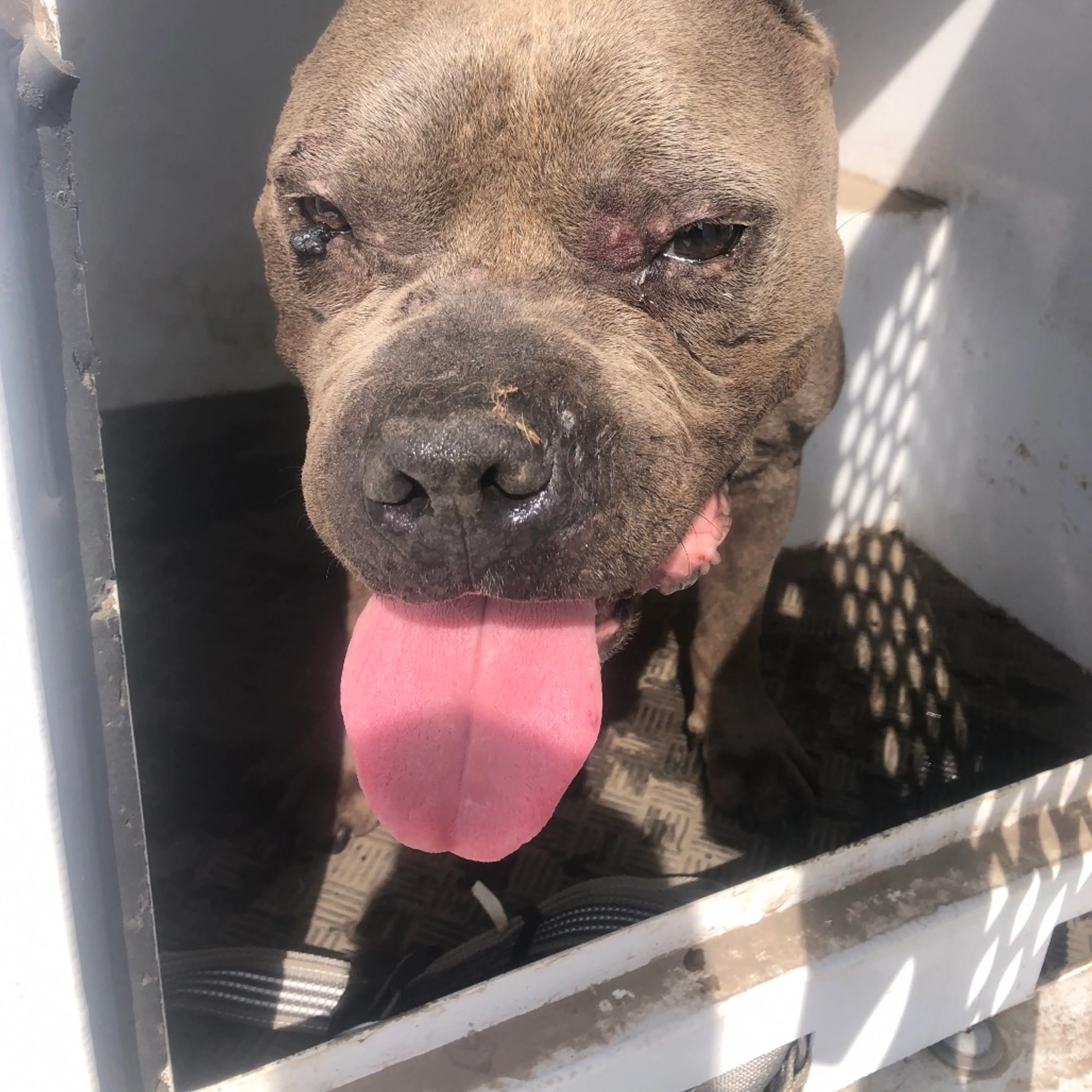 Found pet