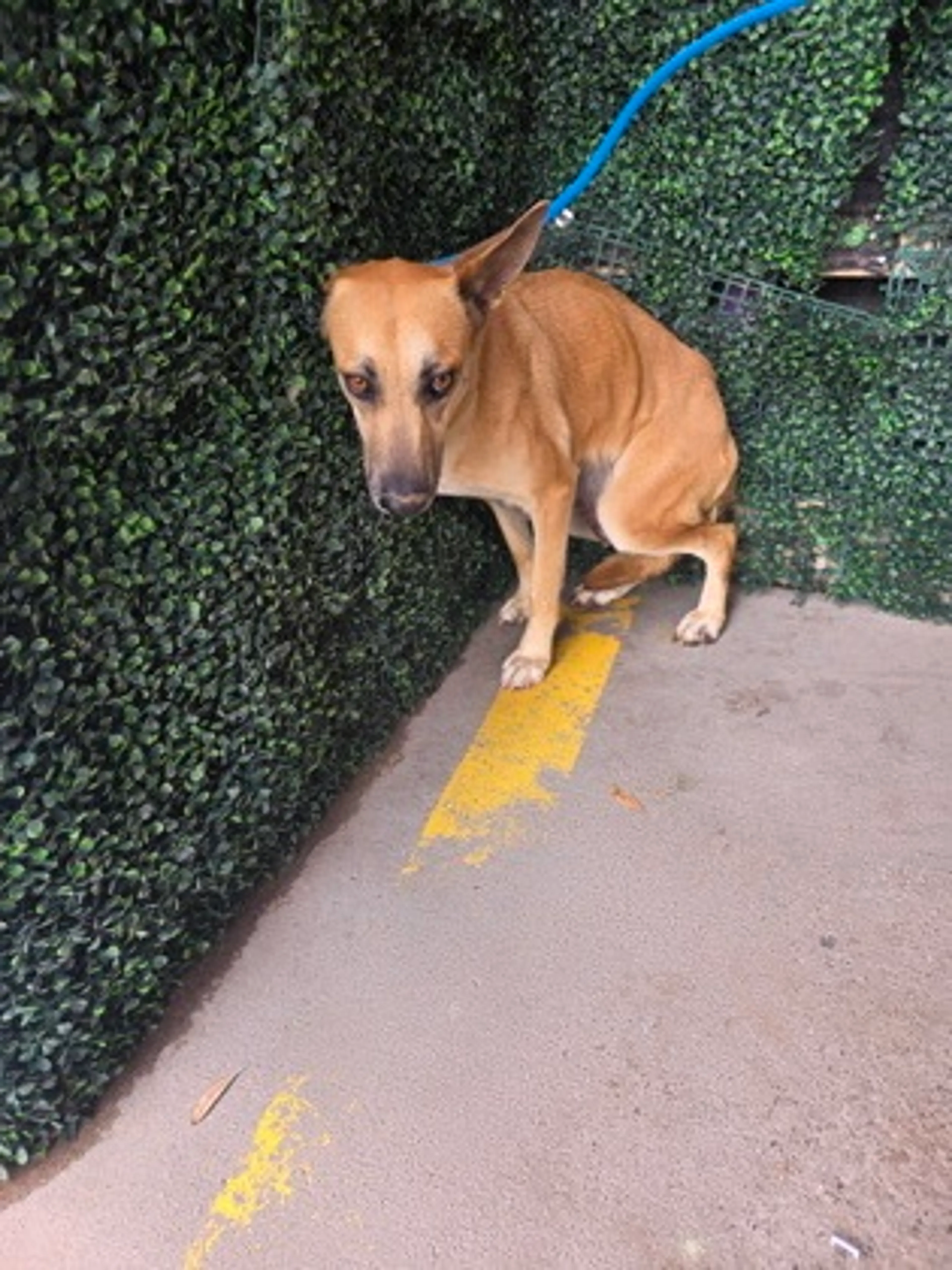 Found pet