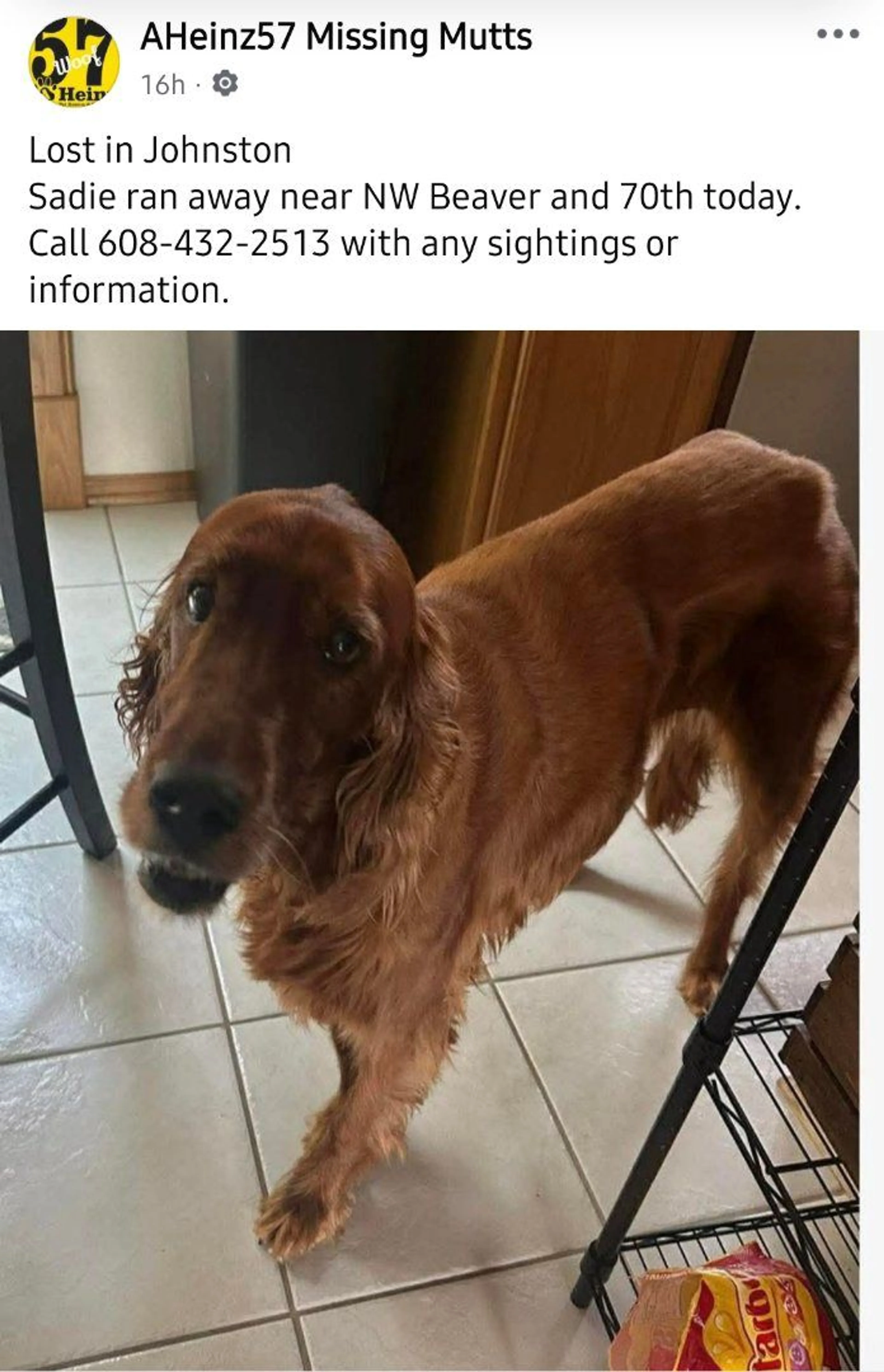 Lost pet