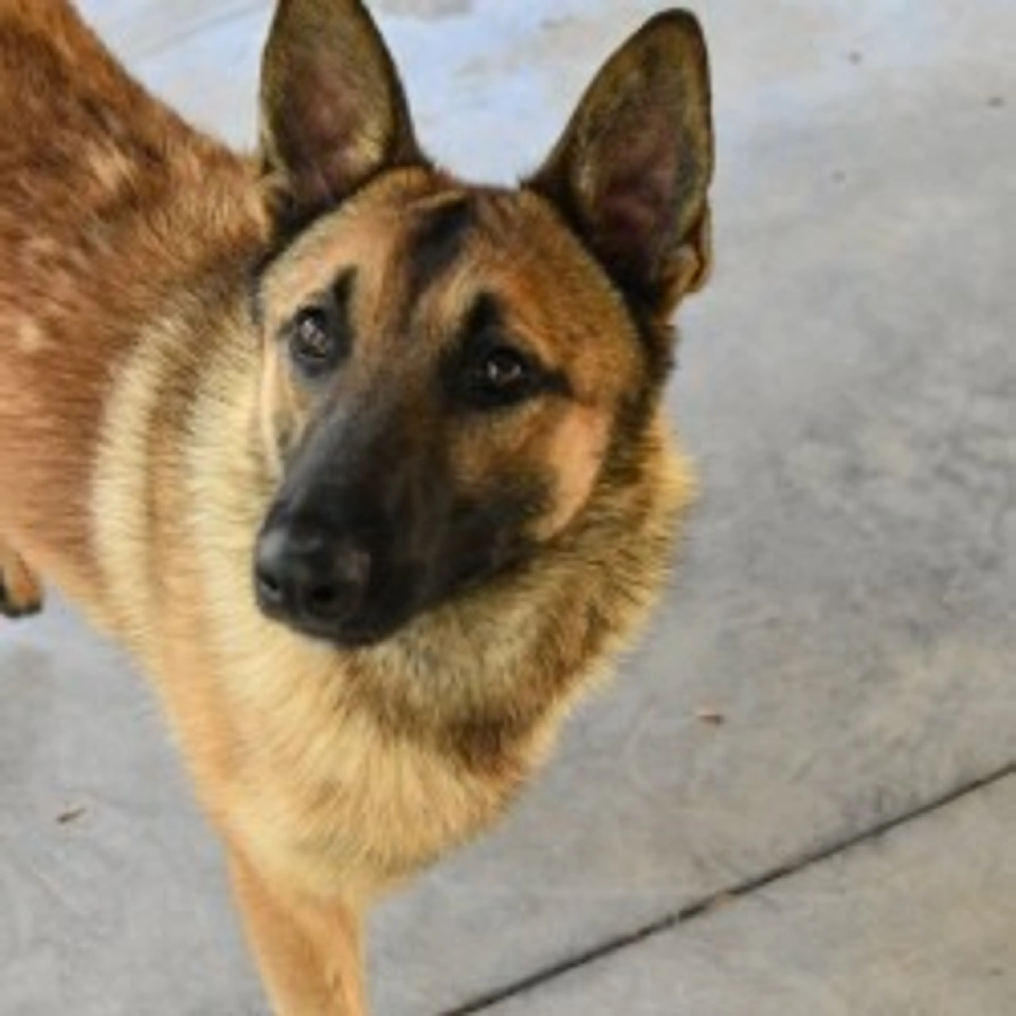 Found pet-4