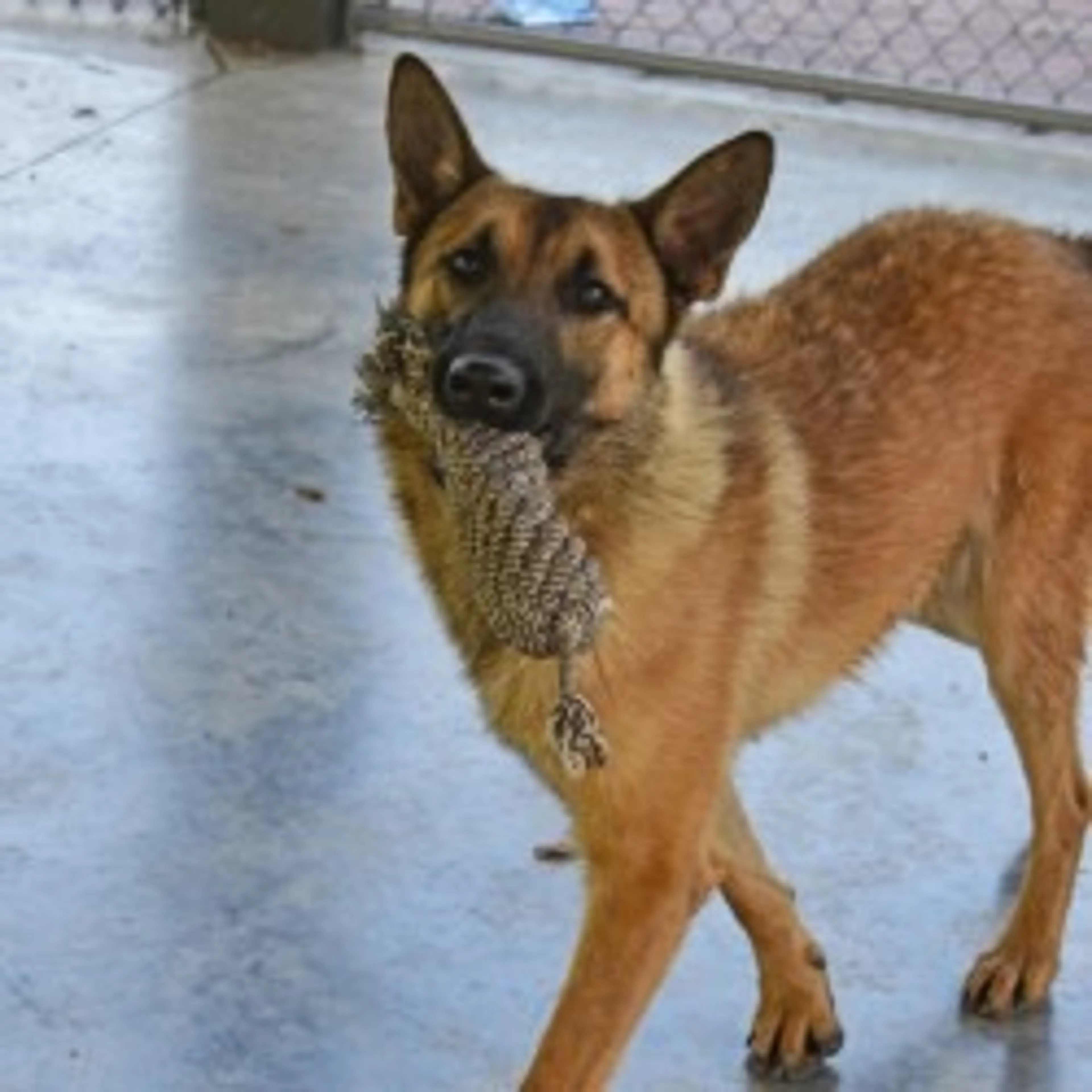 Found pet-3