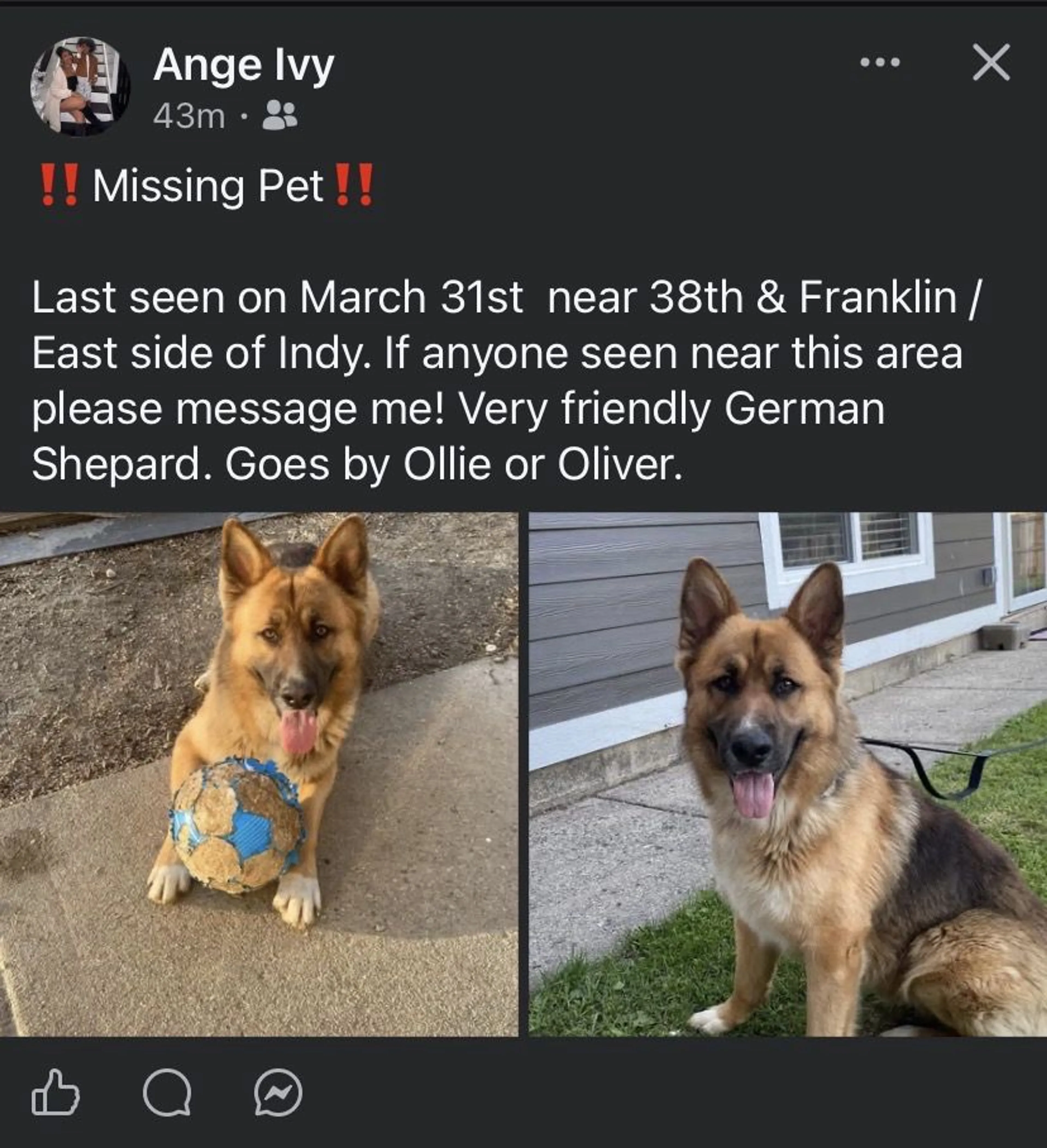Lost pet