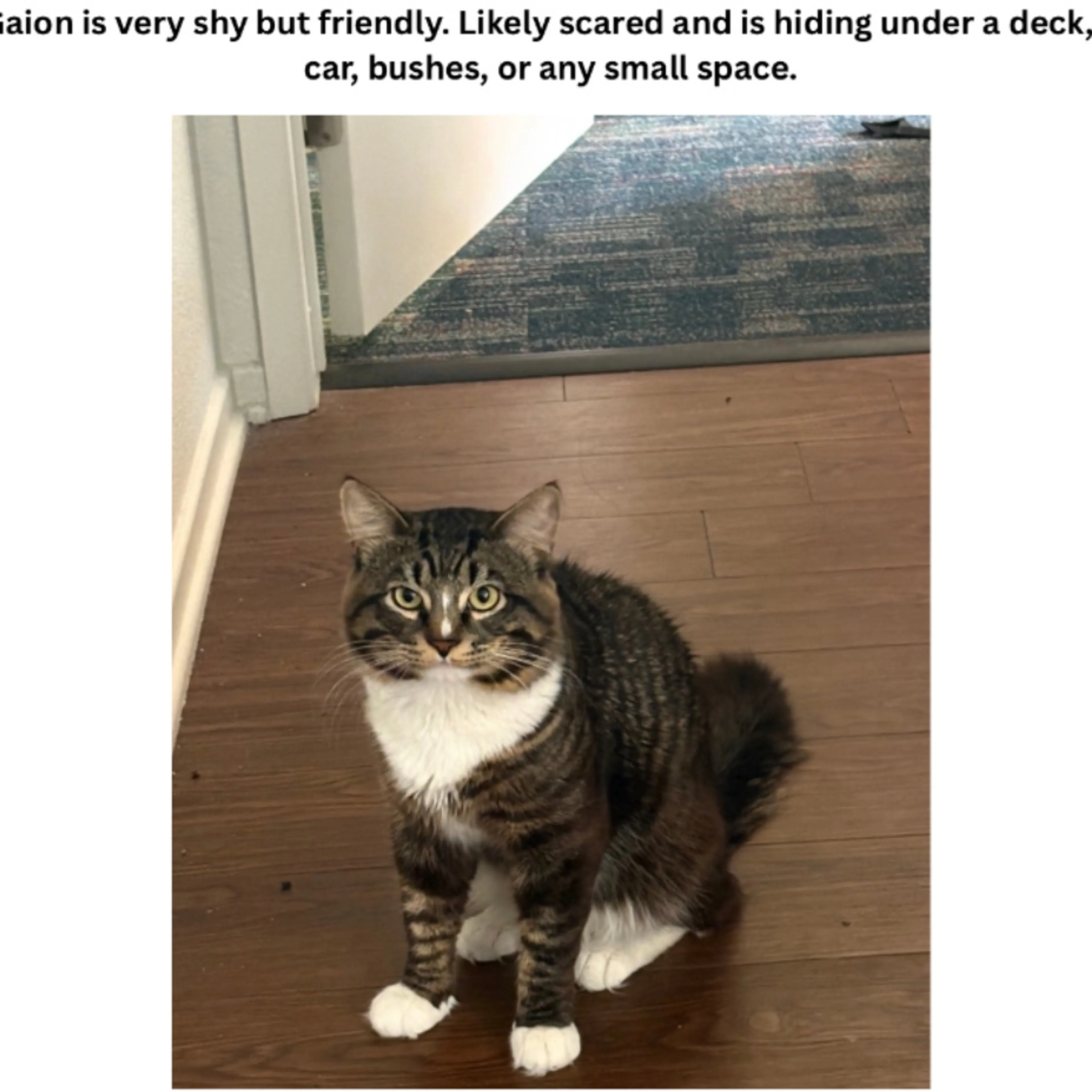 Lost pet