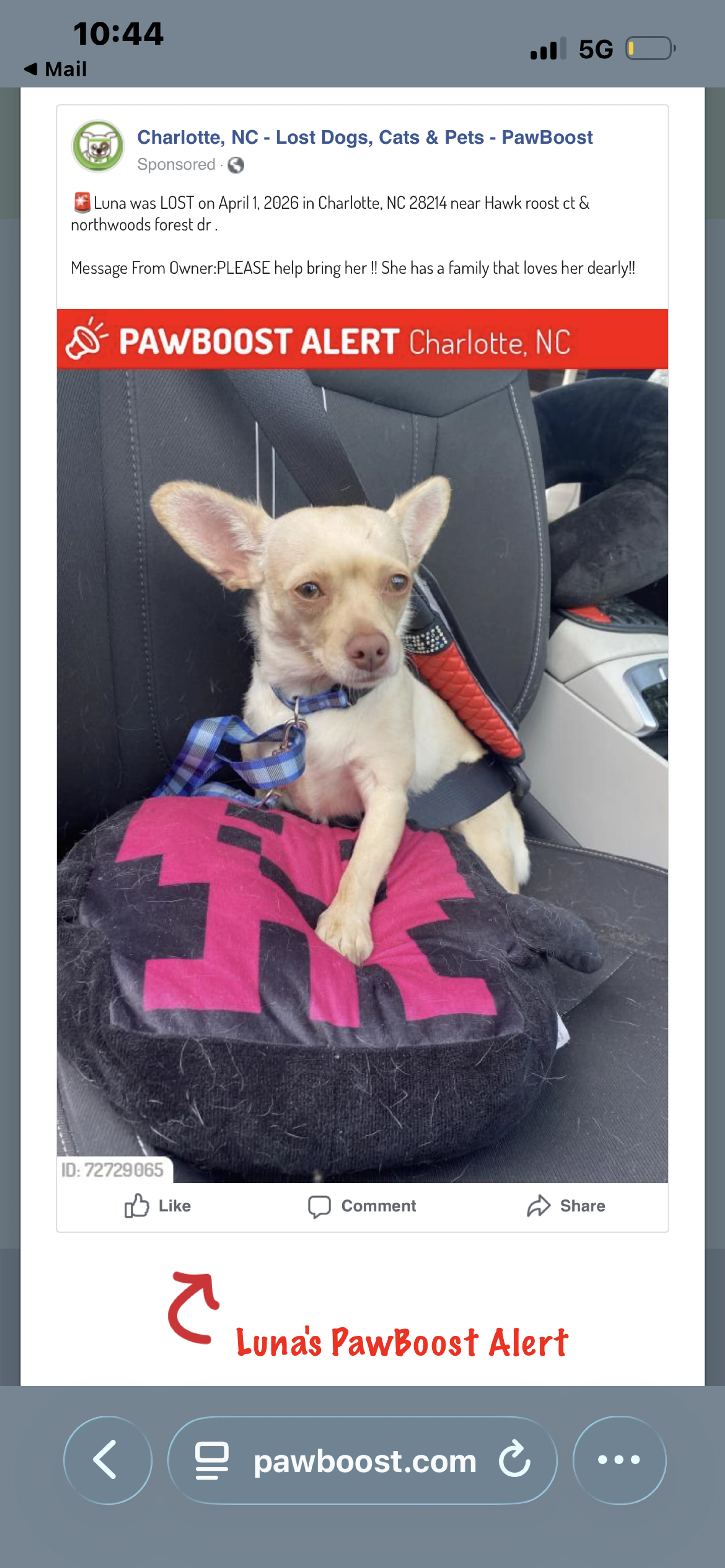 Lost pet