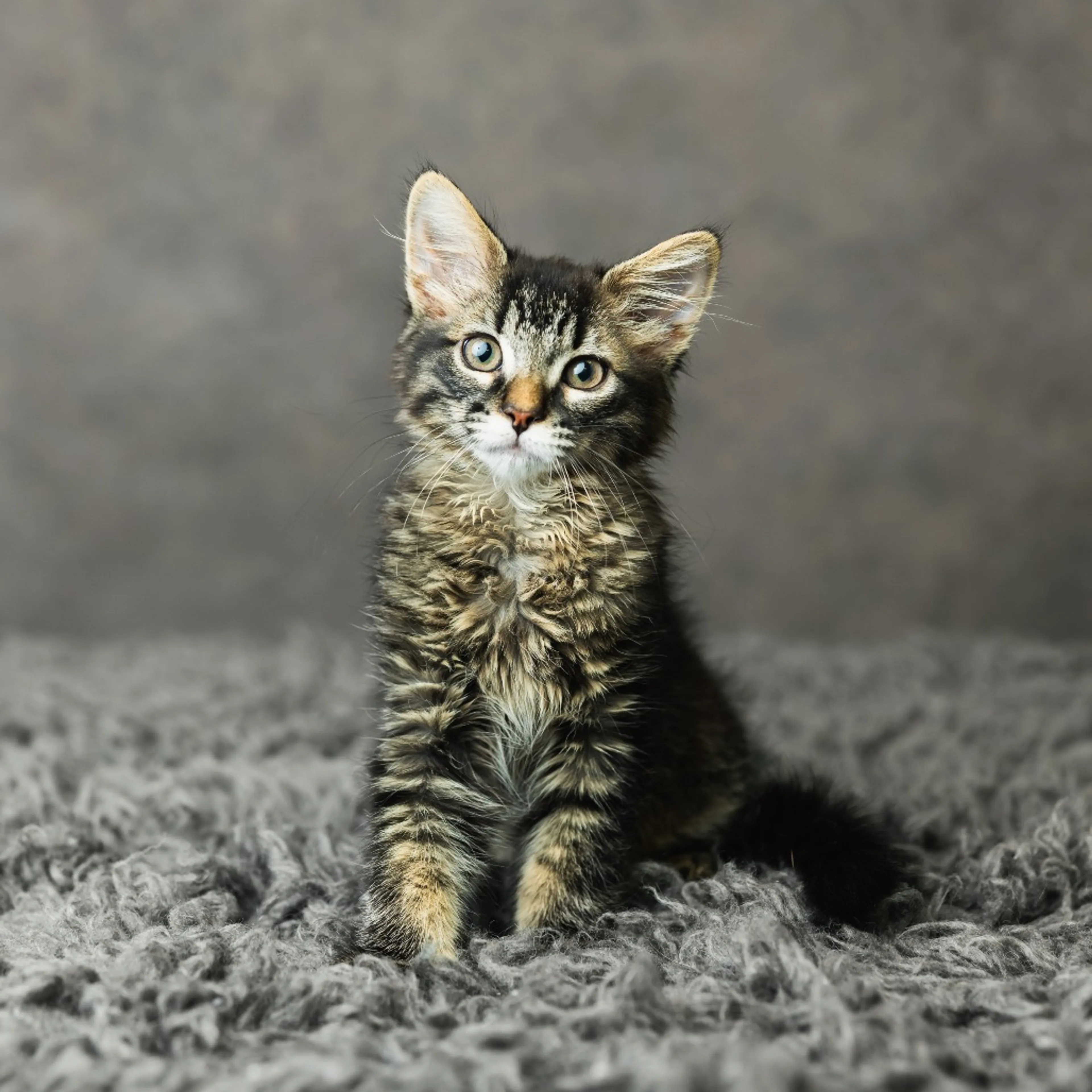 Found pet-0