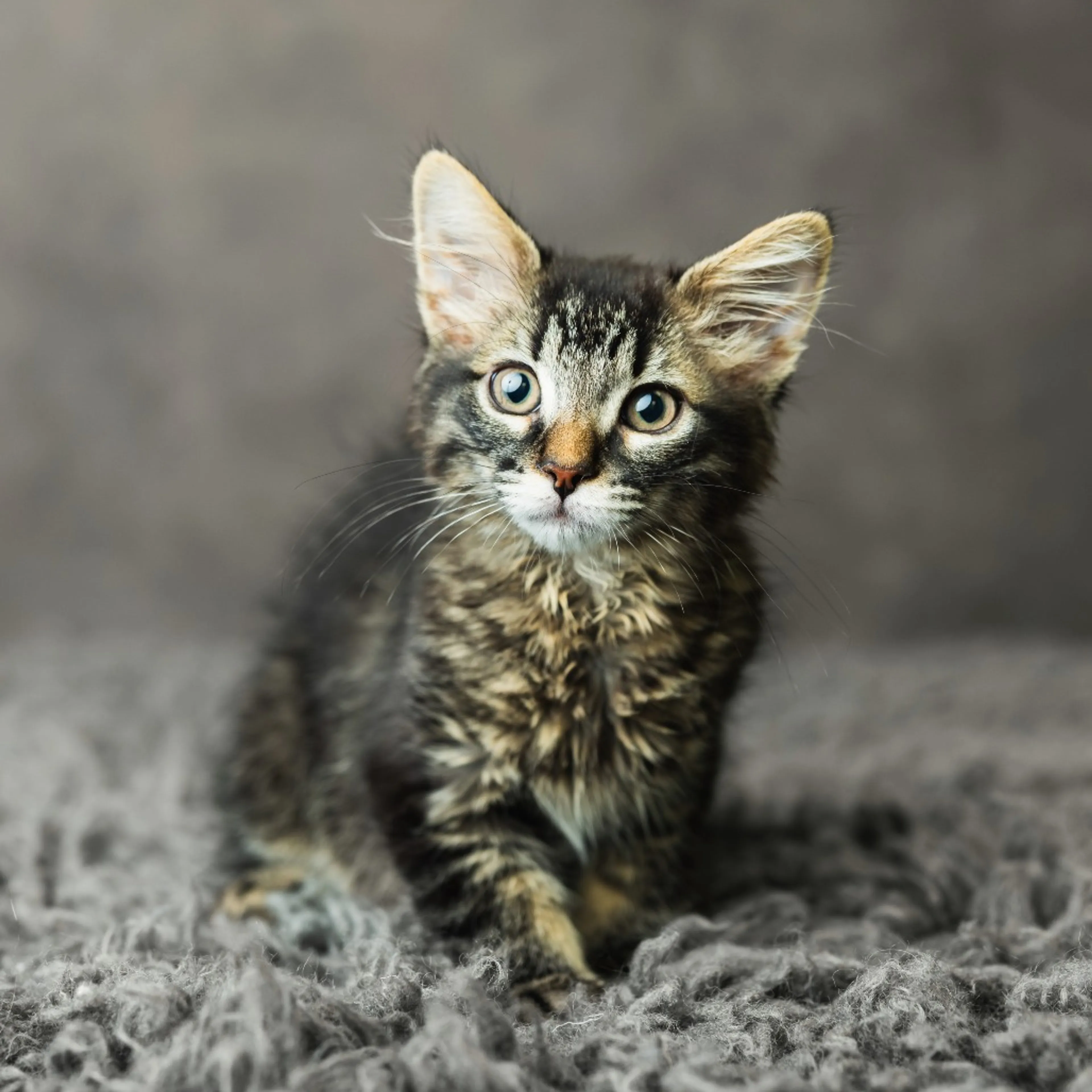 Found pet-4