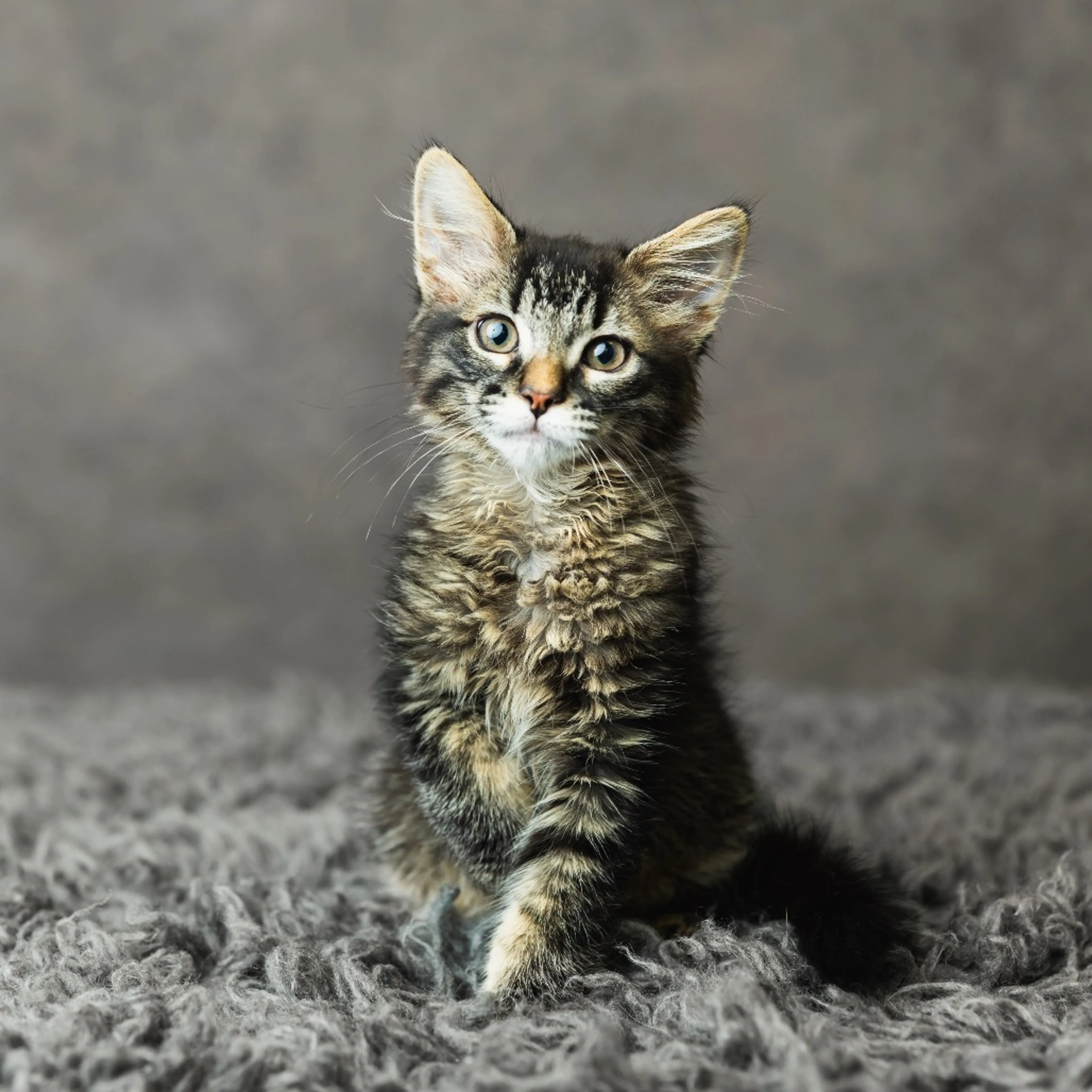 Found pet-1