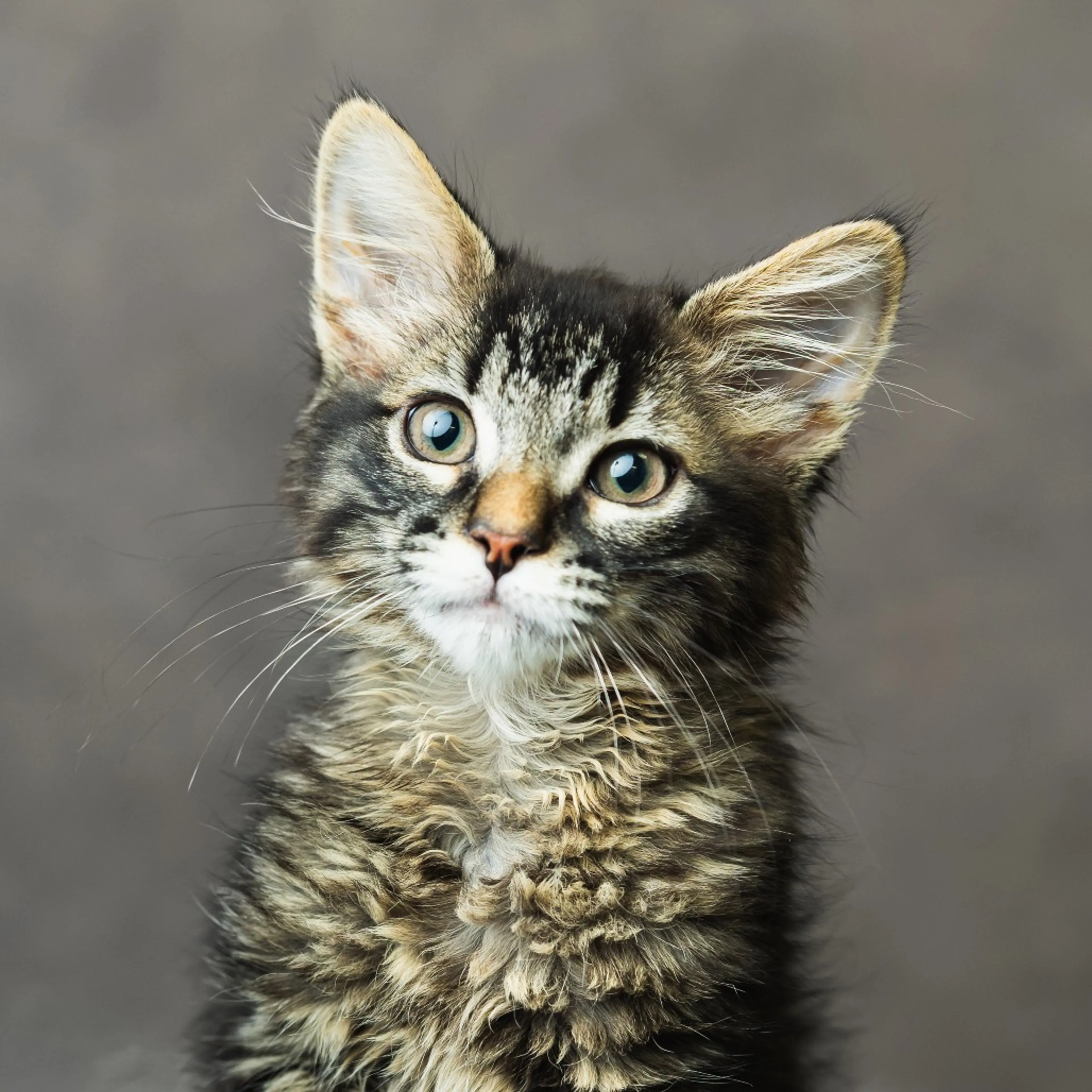 Found pet-3