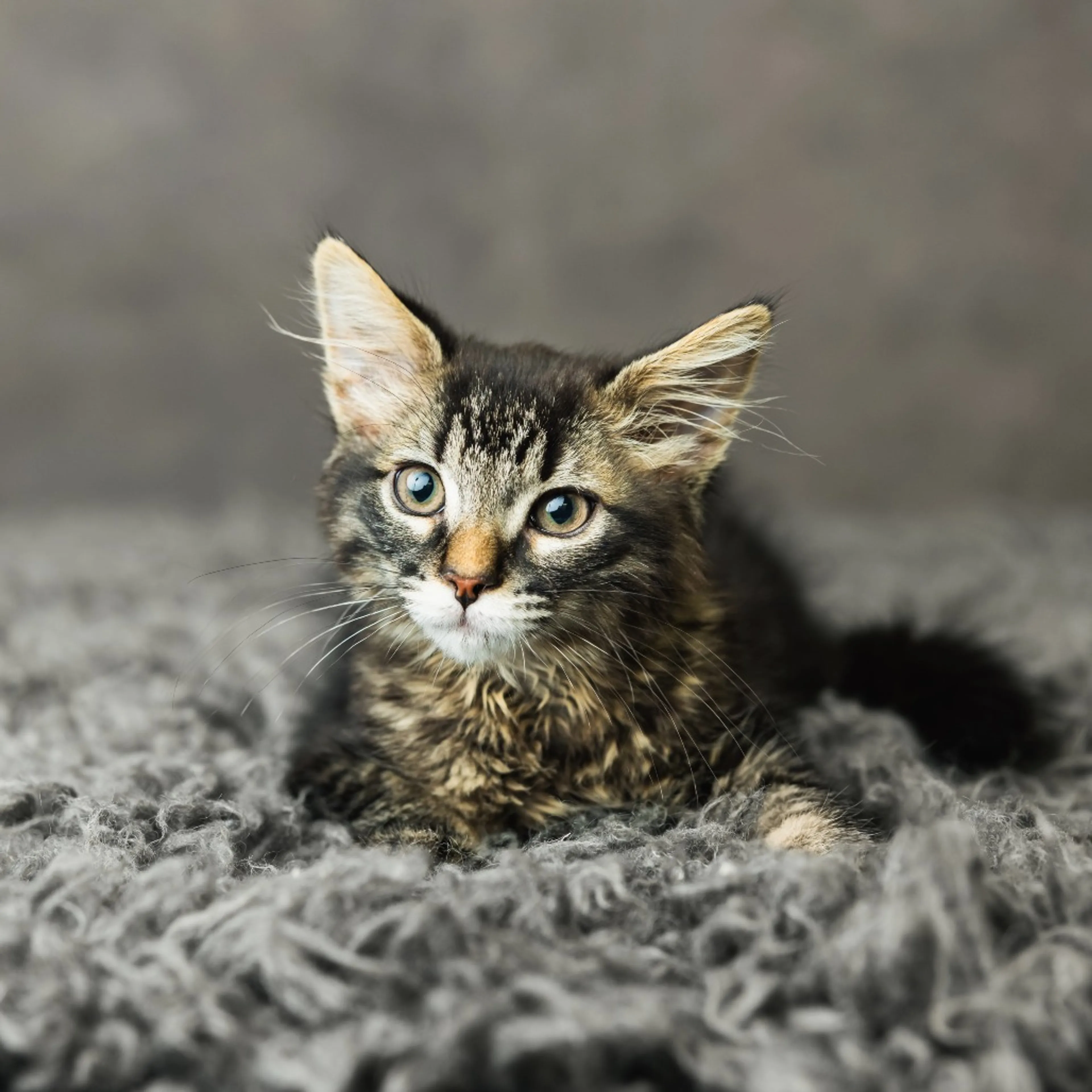 Found pet-2