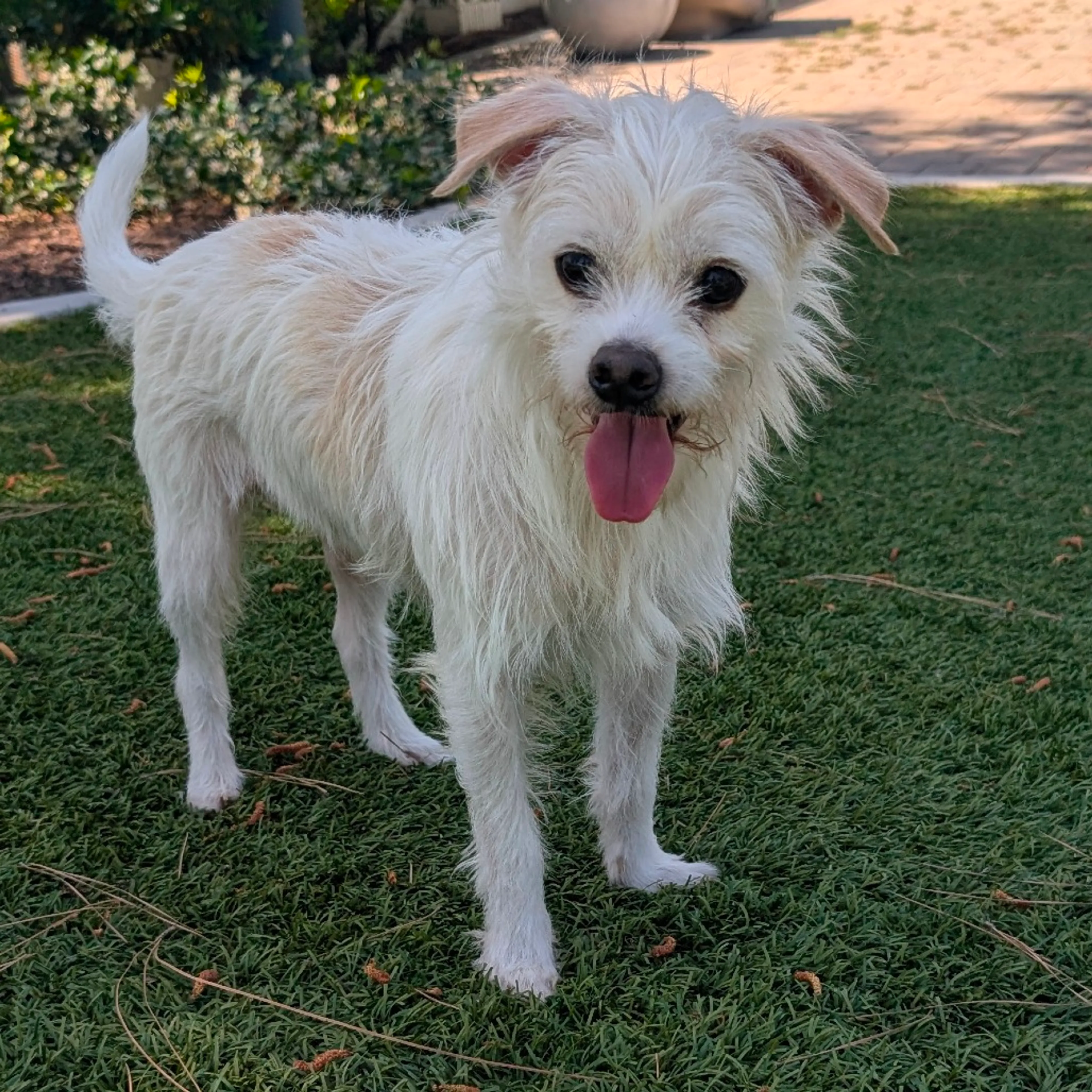 Found pet-0