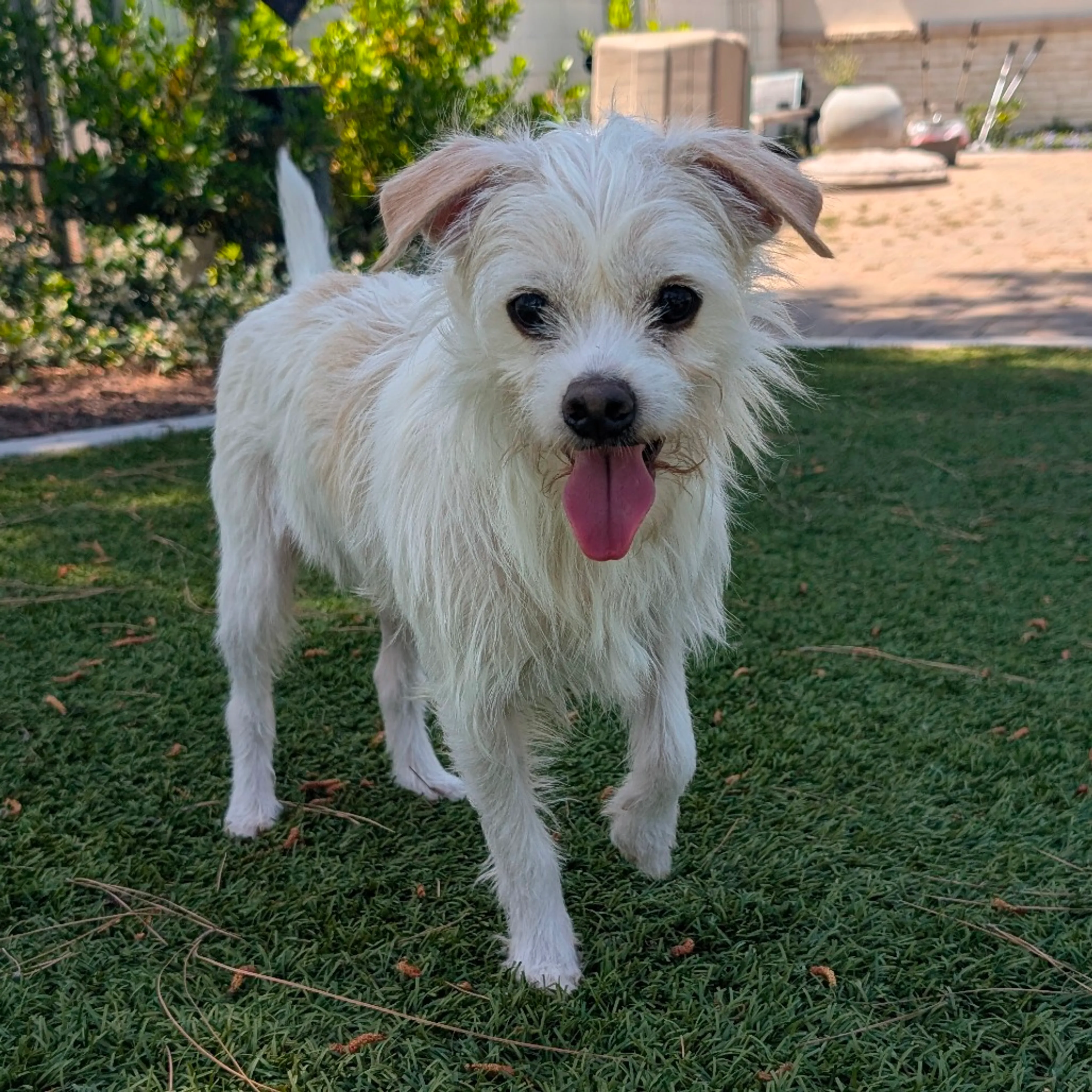 Found pet-14