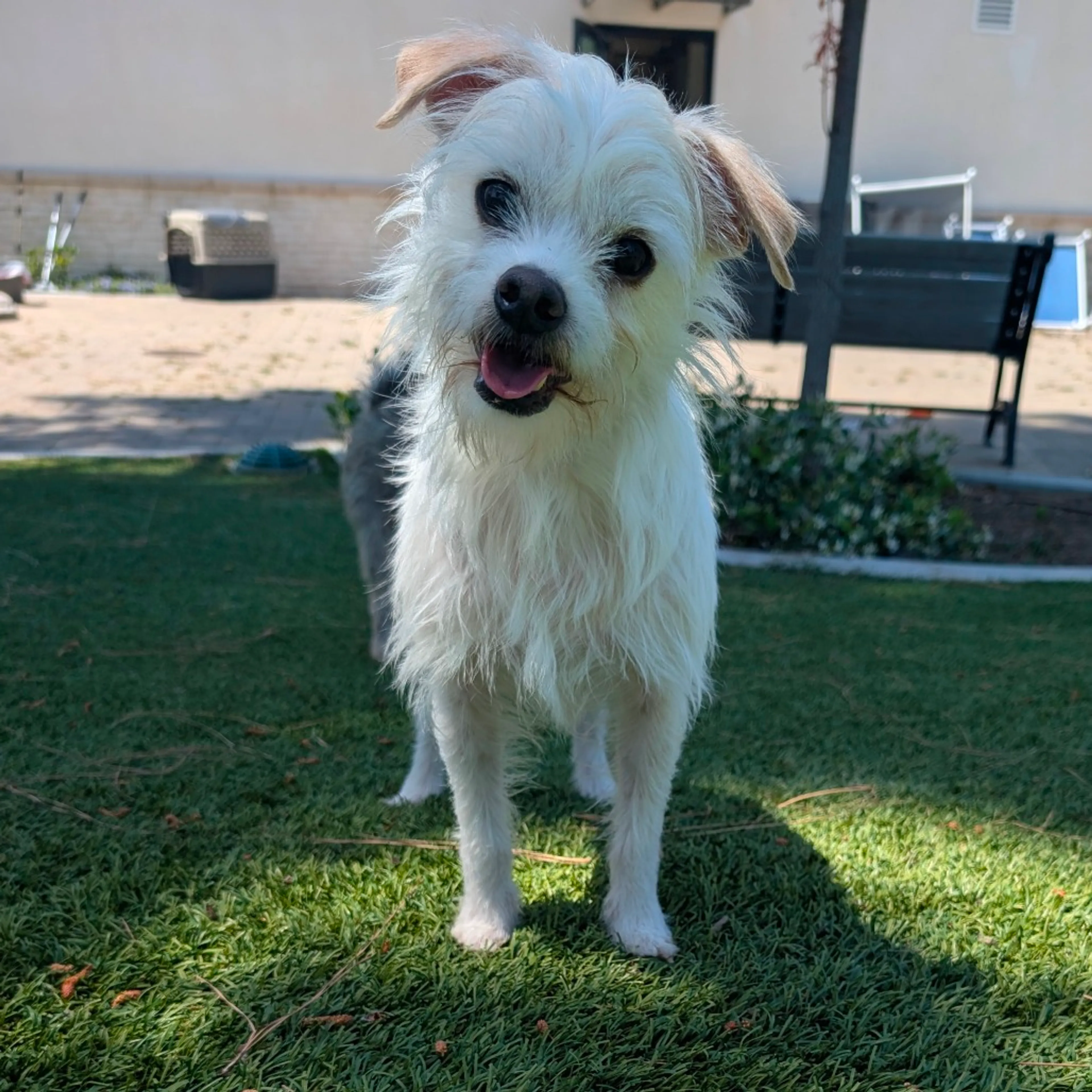 Found pet-17