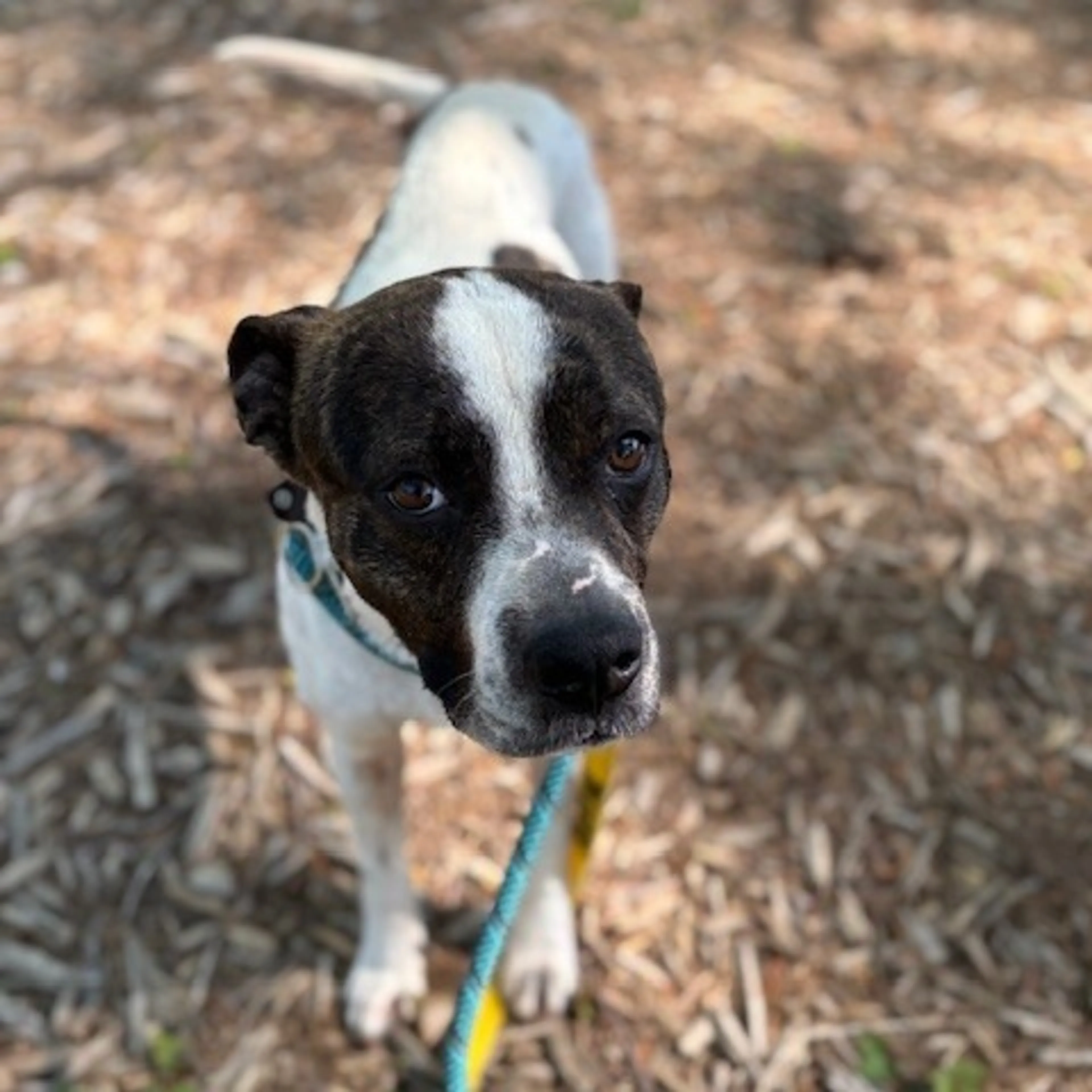 Found pet-4