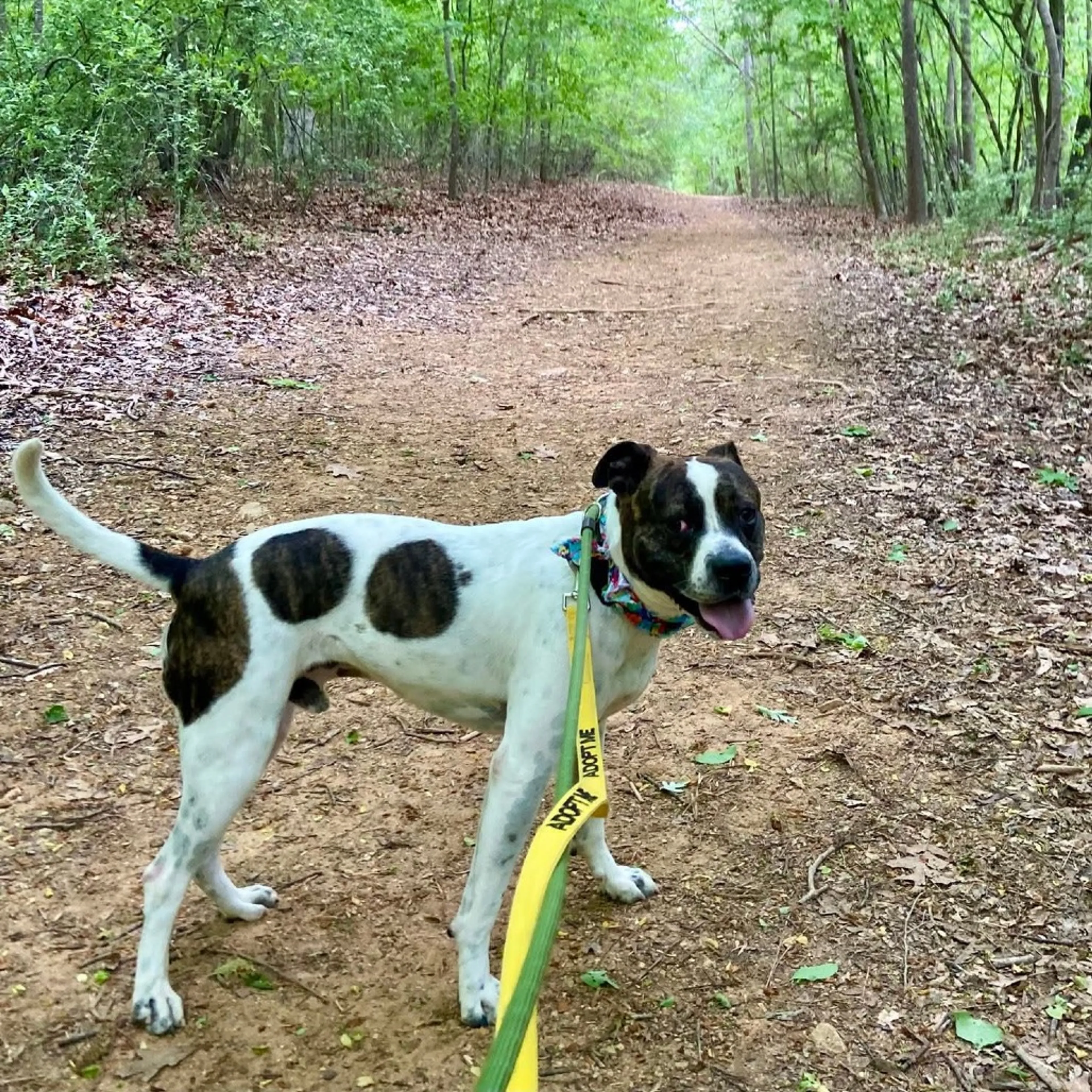 Found pet-11