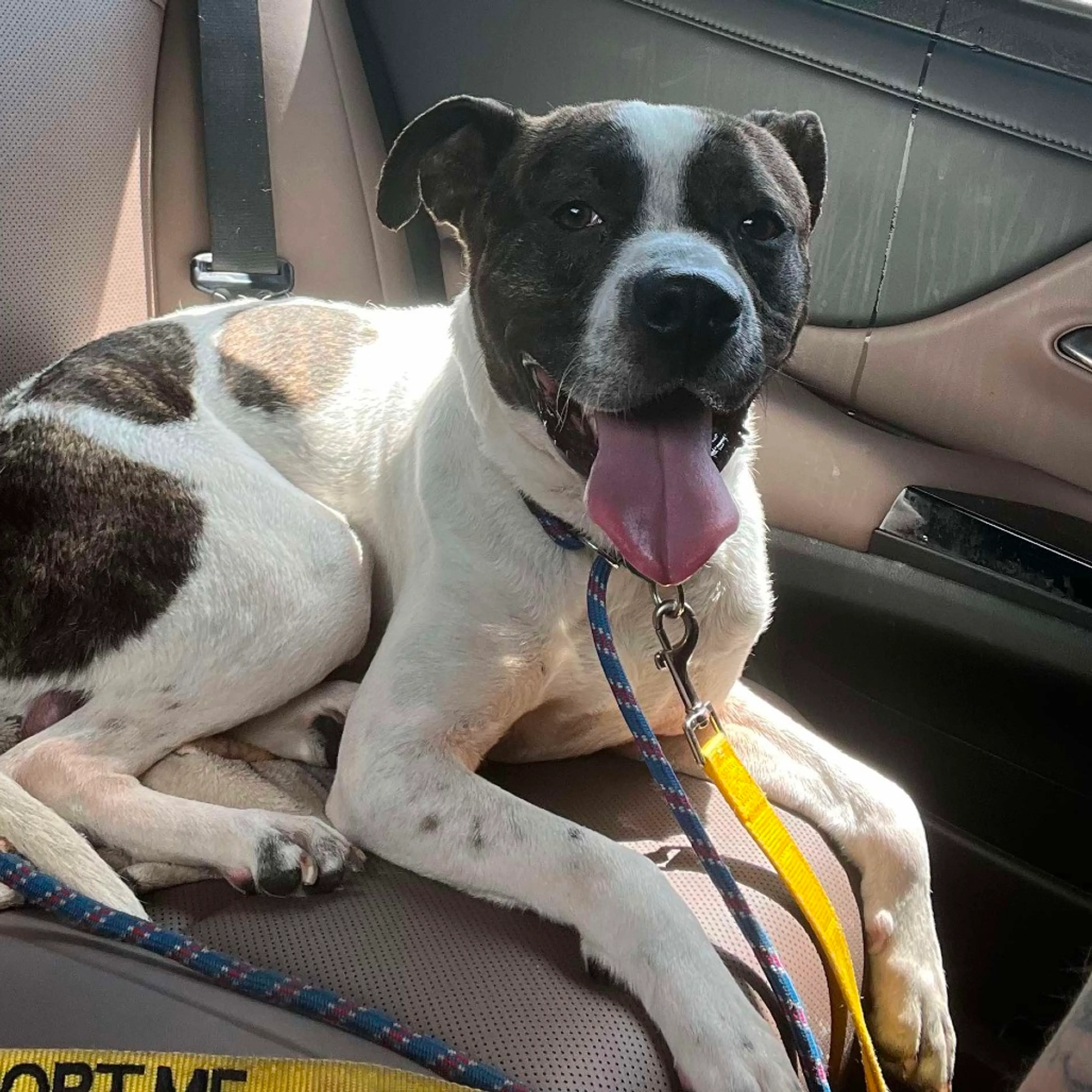 Found pet-6