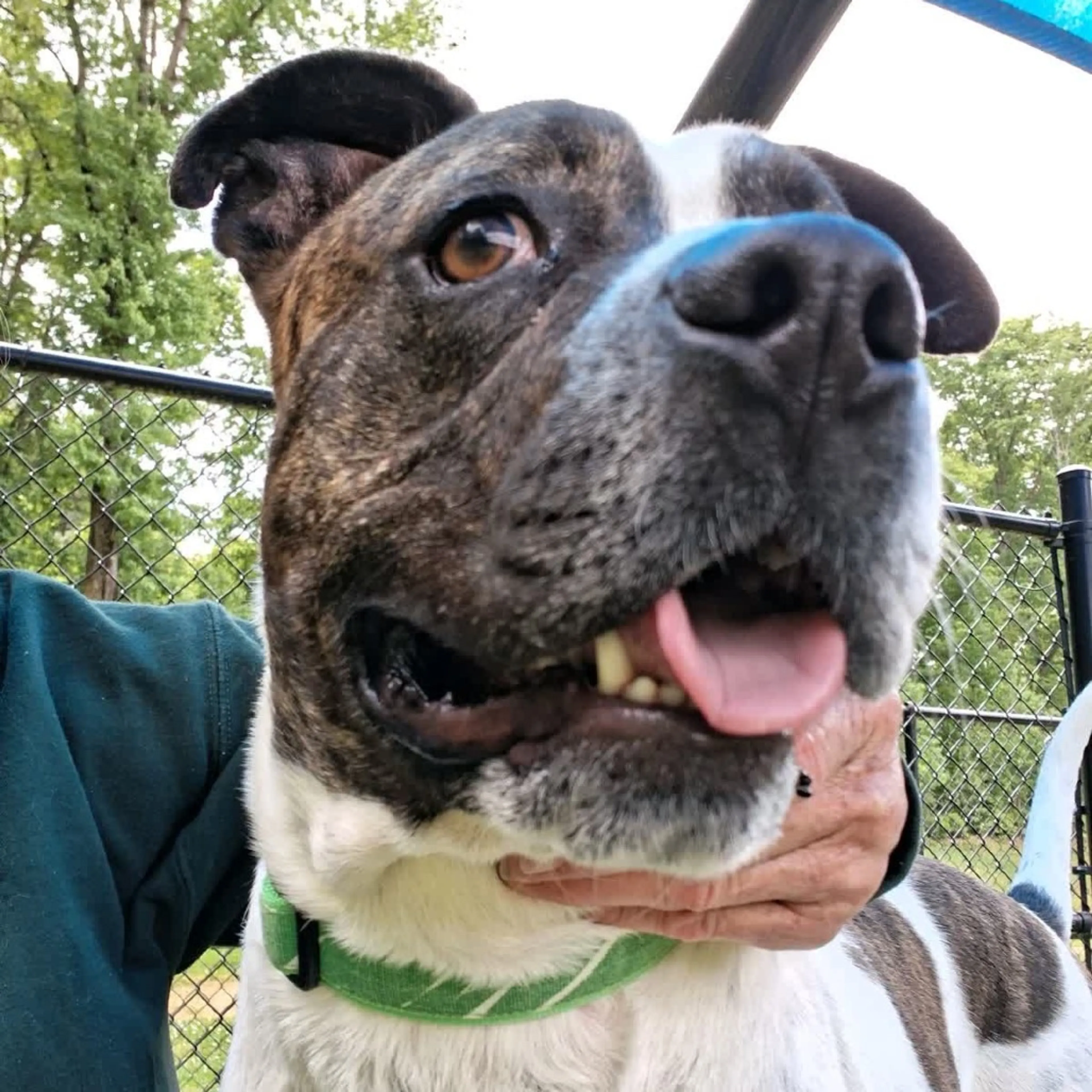 Found pet-19
