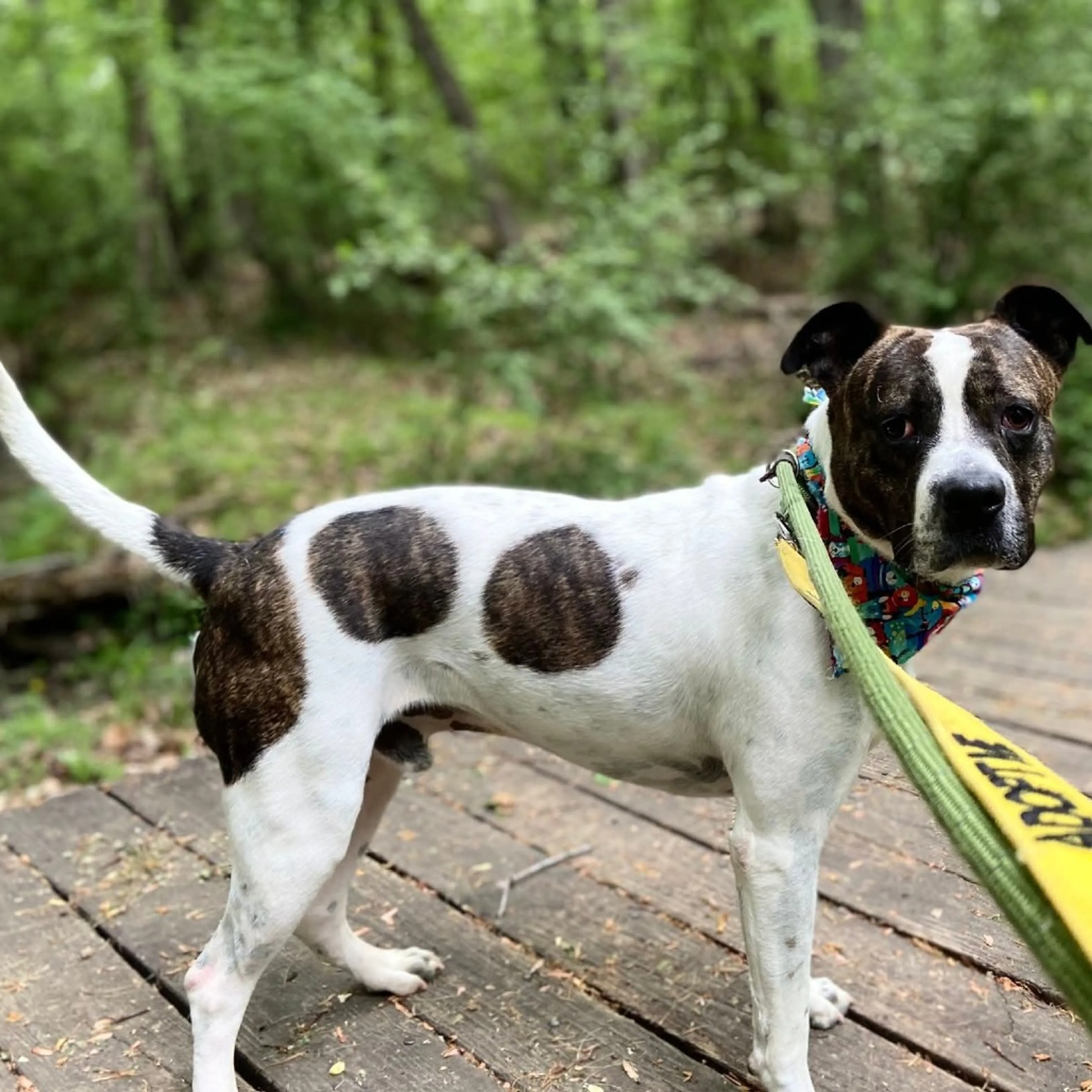 Found pet-18
