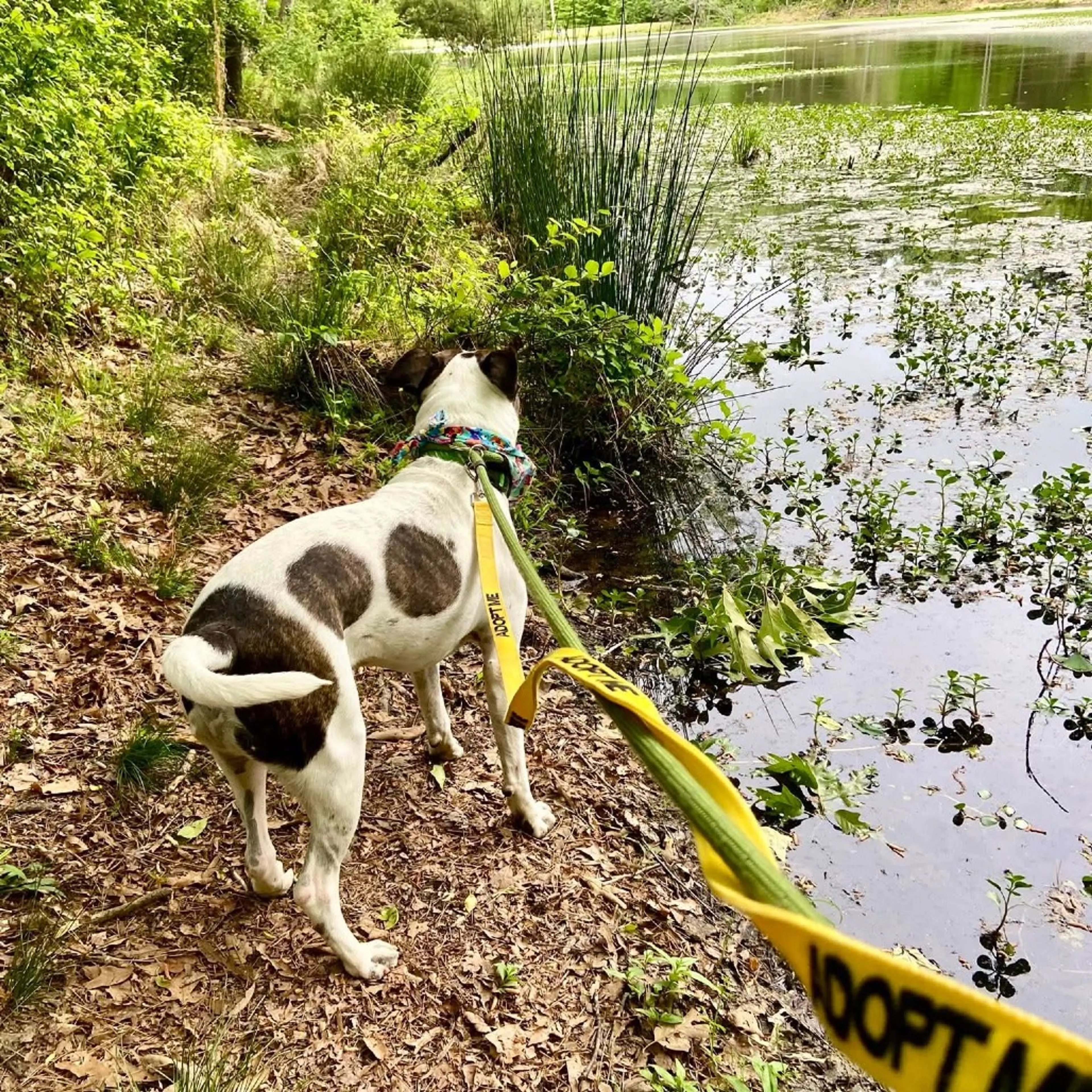 Found pet-16