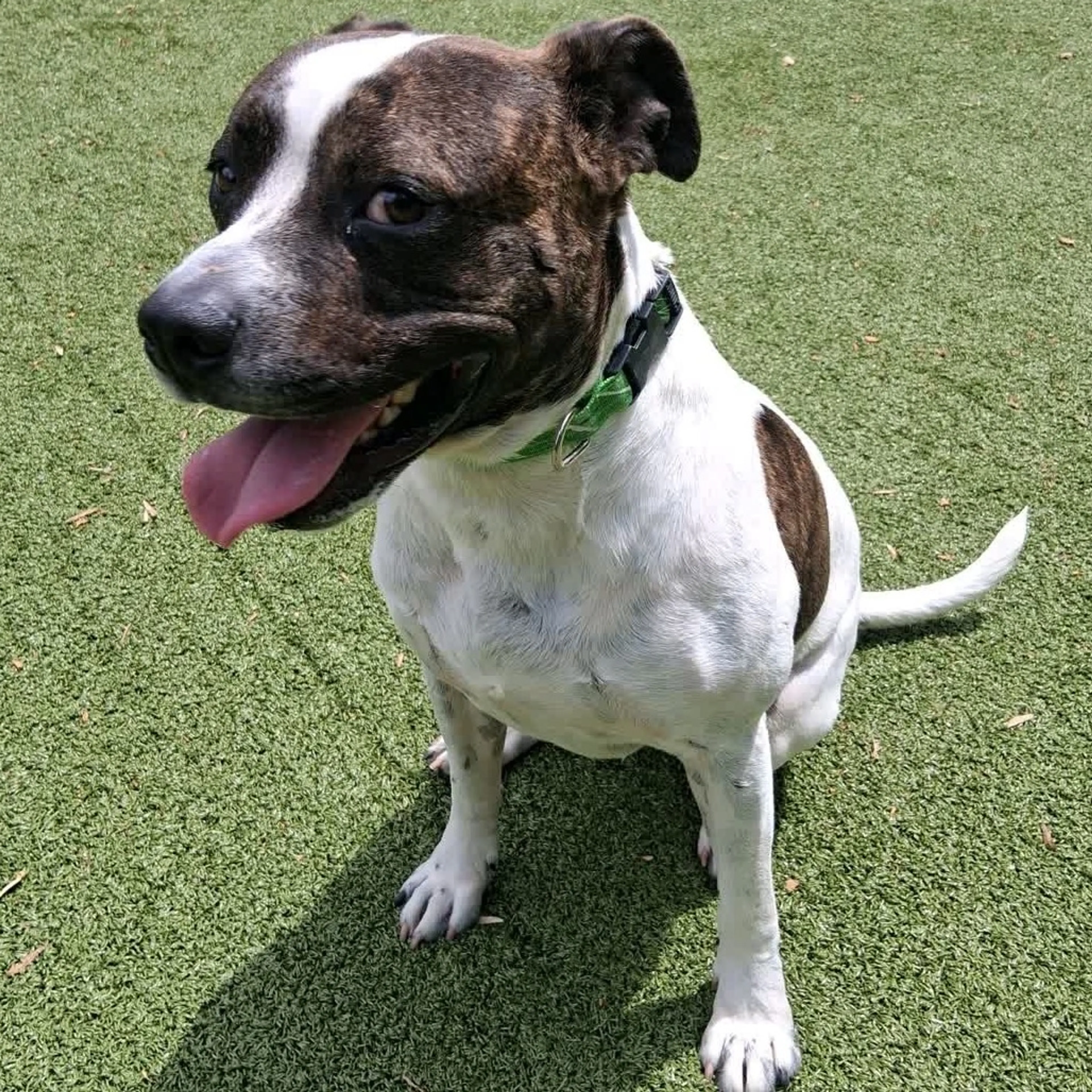 Found pet-20